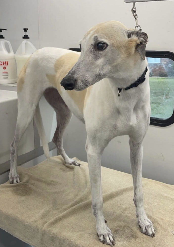 Dog with a slender body and long legs standing on a grooming table, in a grooming salon with grooming supplies and a window in the background.