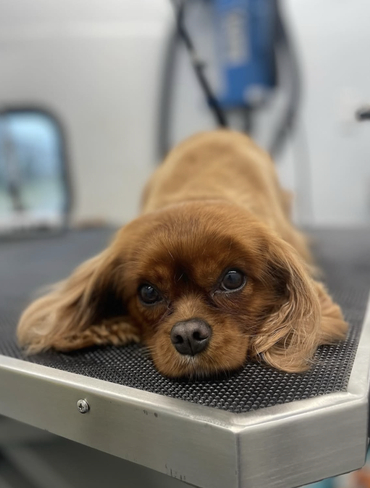 A young Cavalier King Charles Spaniel puppy lying down on a grooming table, resting its head and looking directly at the camera.