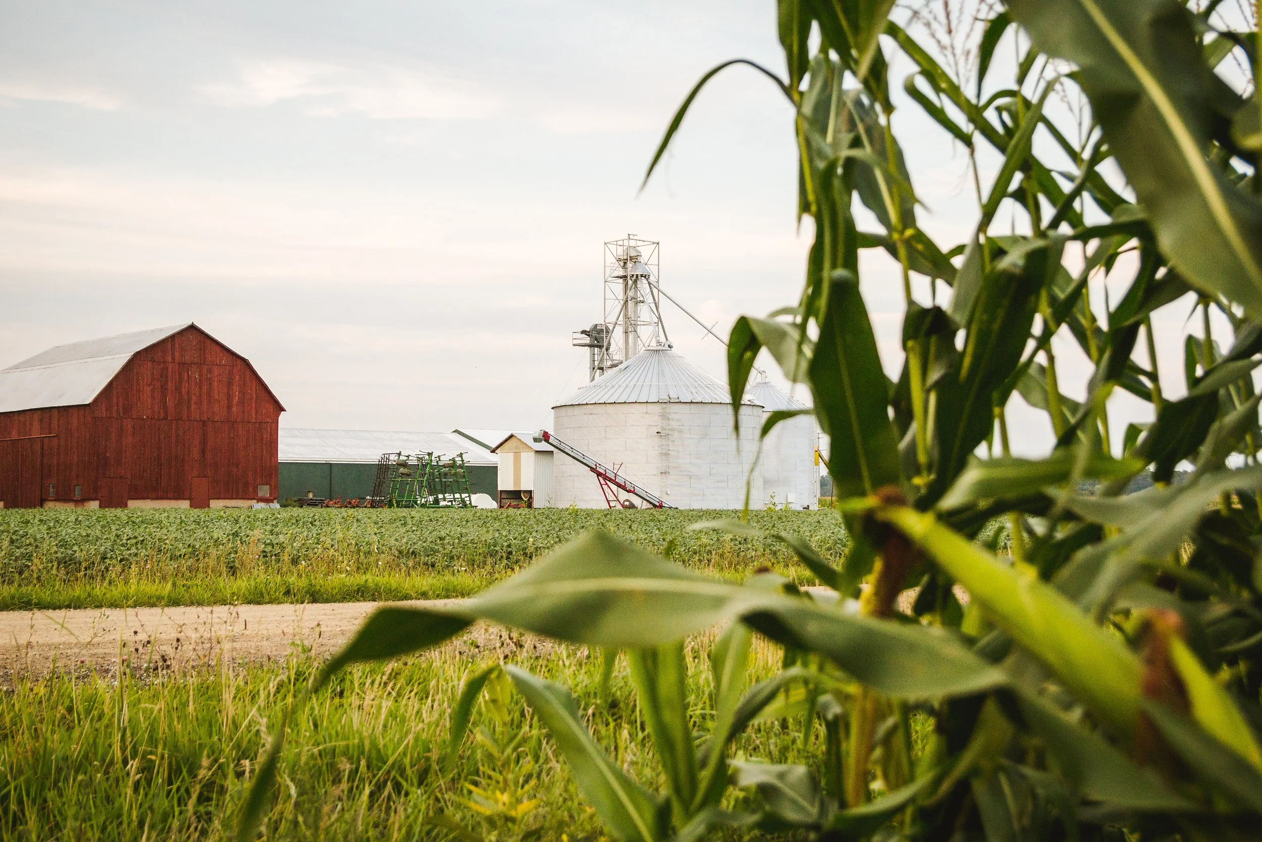 Farmland with green crops, a red barn, and a white grain silo under a cloudy sky, with tall corn plants in the foreground.