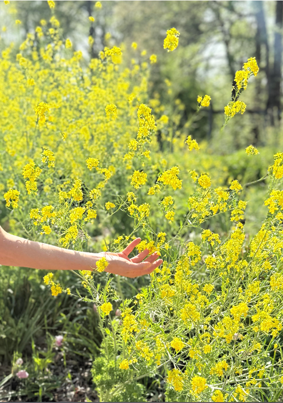 Violette Phoenix intuition online courses