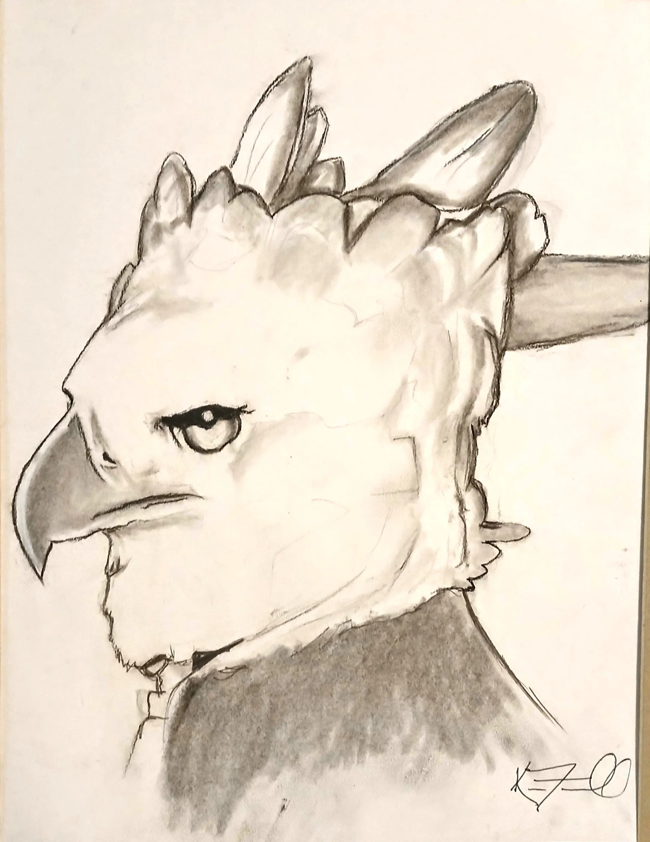 Harpy Eagle