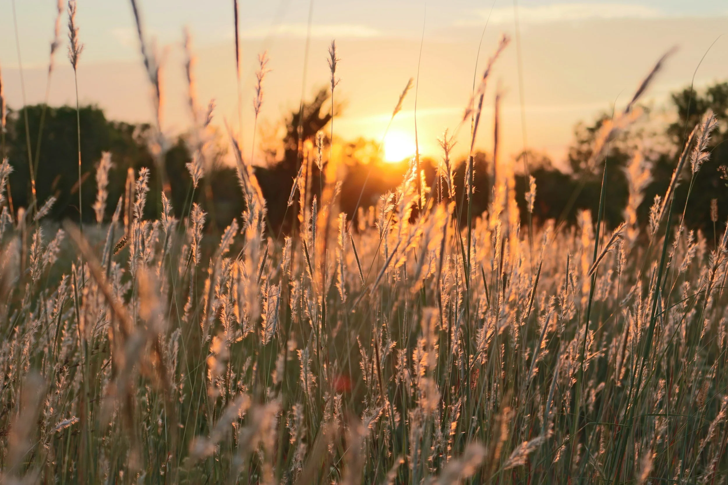 Sunlight shining across a field representing hope for individuals experiencing depression, emotional exhaustion, and loss of motivation