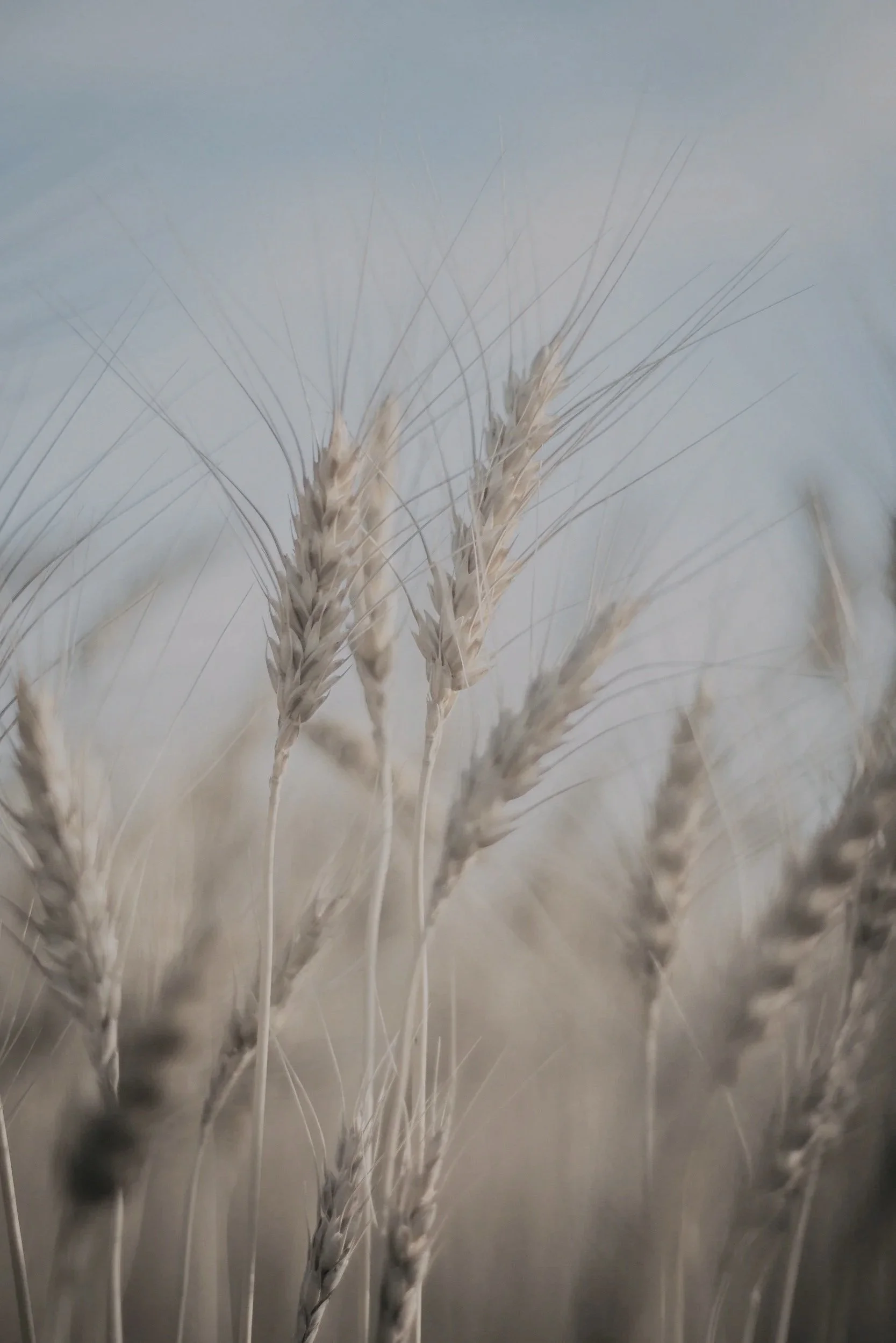 Peaceful Minnesota wheat field representing growth, resilience, and counseling services in Big Lake with virtual therapy available statewide.