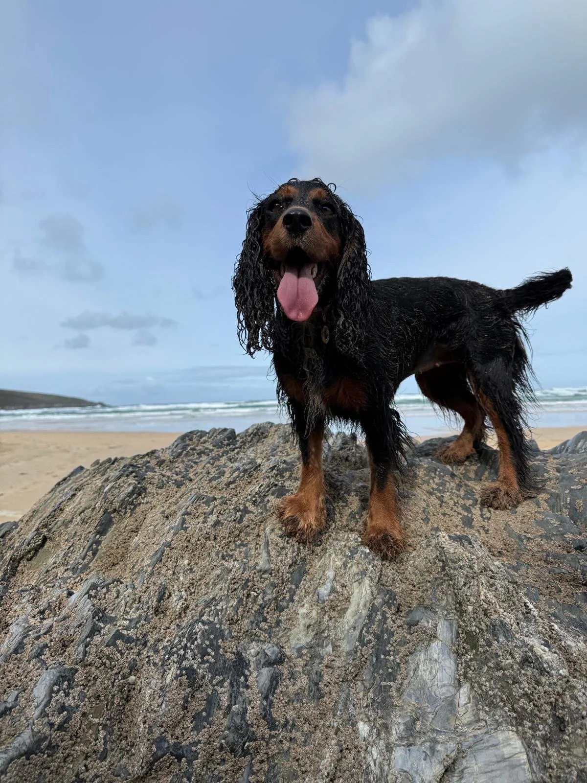 A wet black and tan dog standing on a large rock on a beach, with an ocean and cloudy sky in the background.
