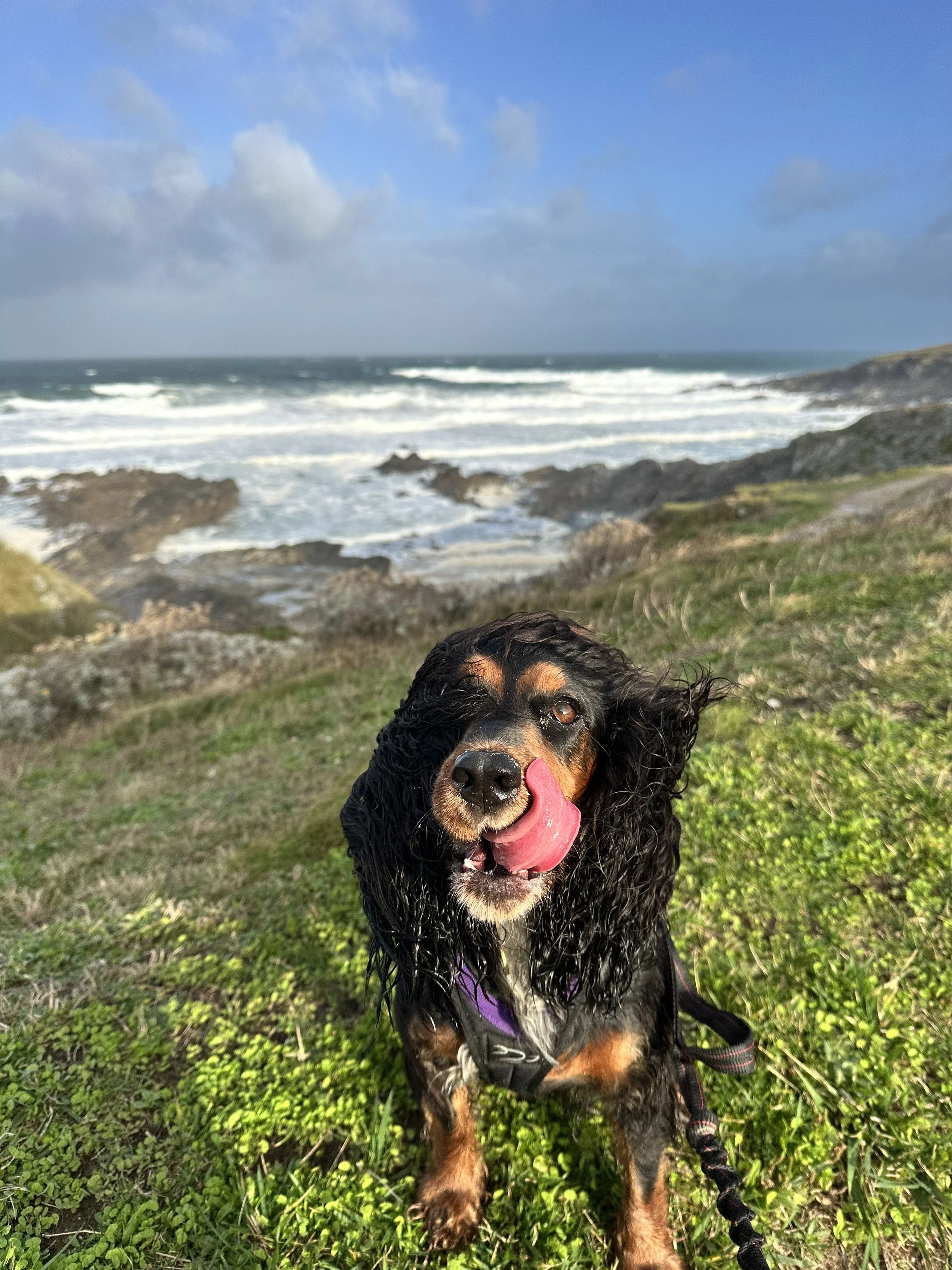 A happy black and tan Cocker Spaniel with wet, curly fur sitting on green grass near the ocean, licking its nose with waves crashing in the background under a partly cloudy sky.
