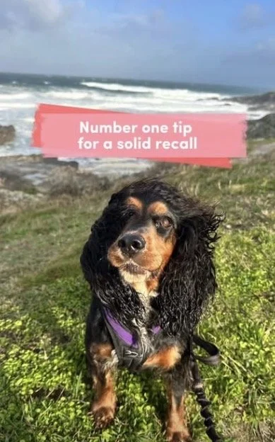 A dog sitting on grassy dunes near the ocean with waves, and a pink overlay with white text stating, 'Number one tip for a solid recall.'