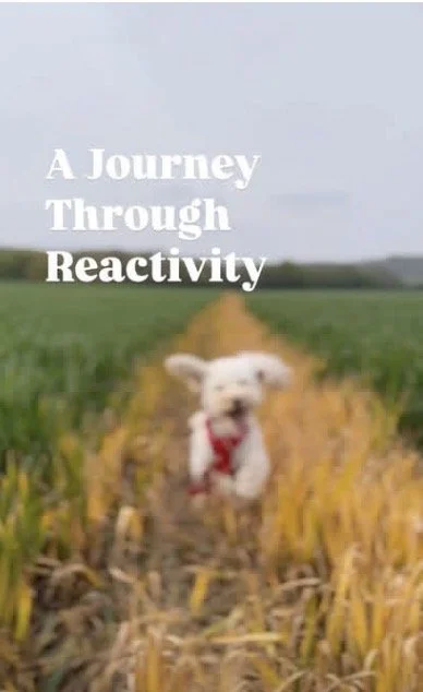 A small white dog wearing a red sweater walking through a yellow grassy field with green trees in the background, overlaid with the title 'A Journey Through Reactivity'.