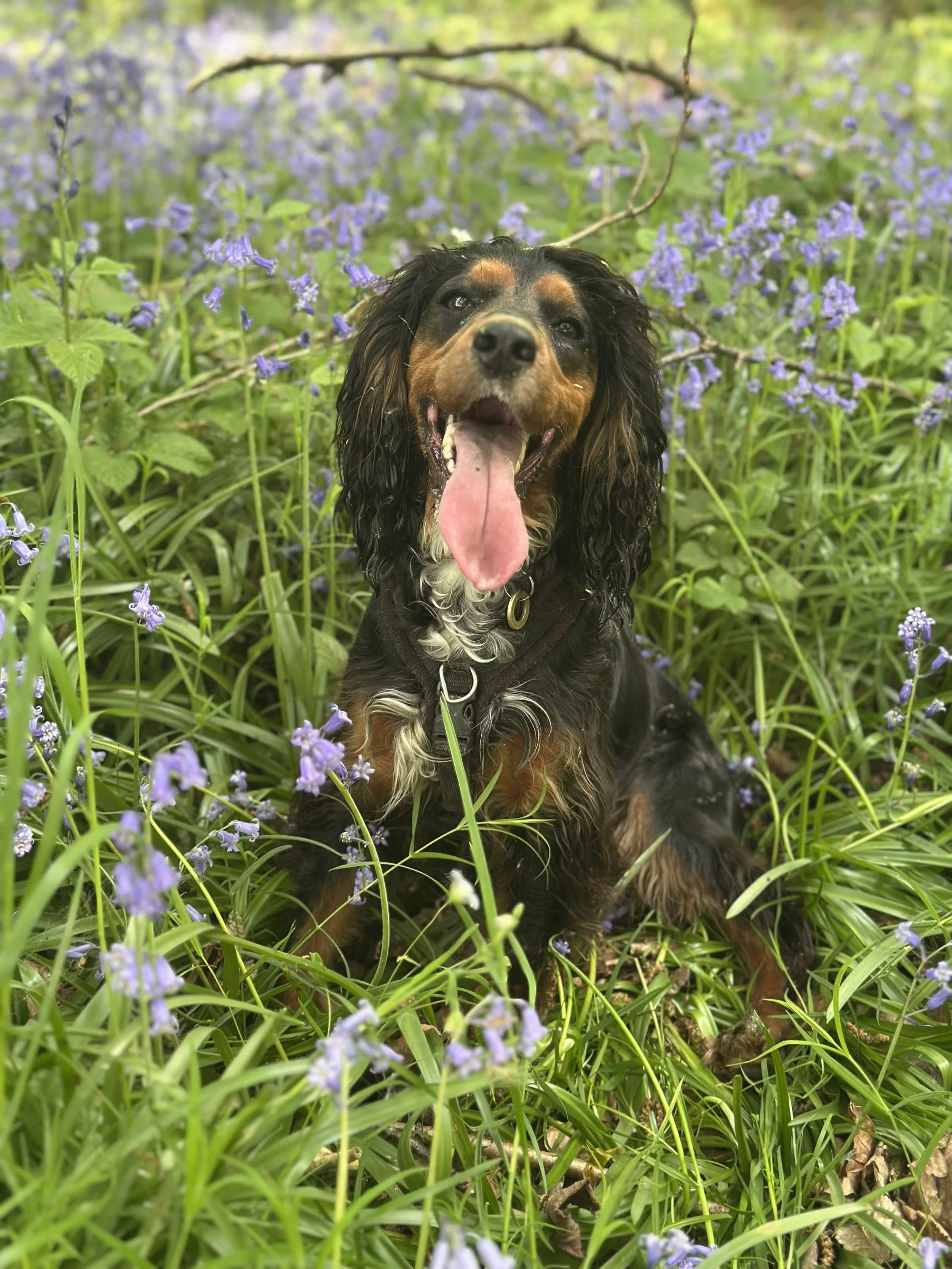 A happy black and brown dog with long ears sits in a lush green field with purple flowers, panting with its tongue out.