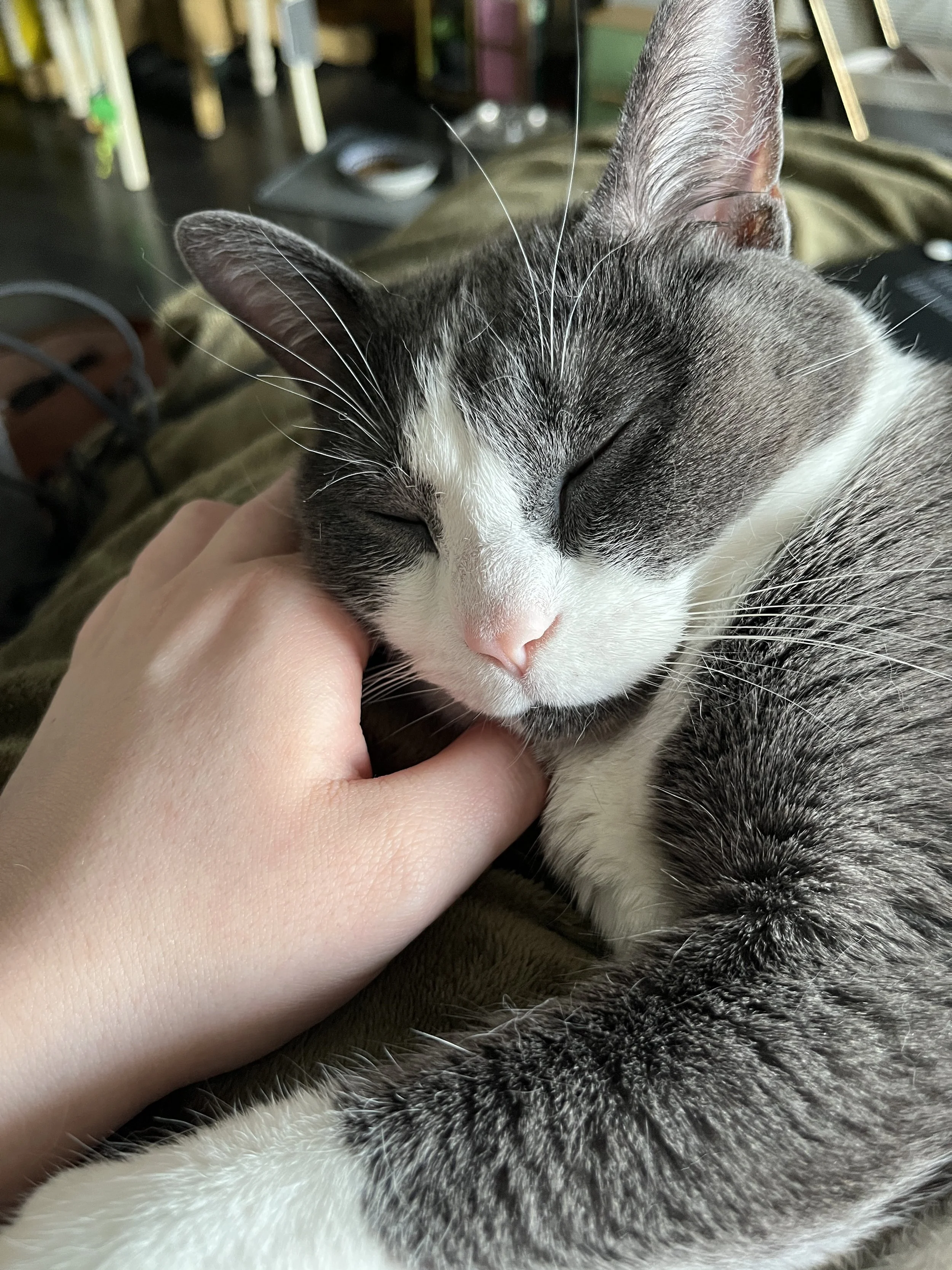 Jerri a grey and white cat sleeping on a hand and a green blanket, meant to symbolize taking the time to recover after a migraine