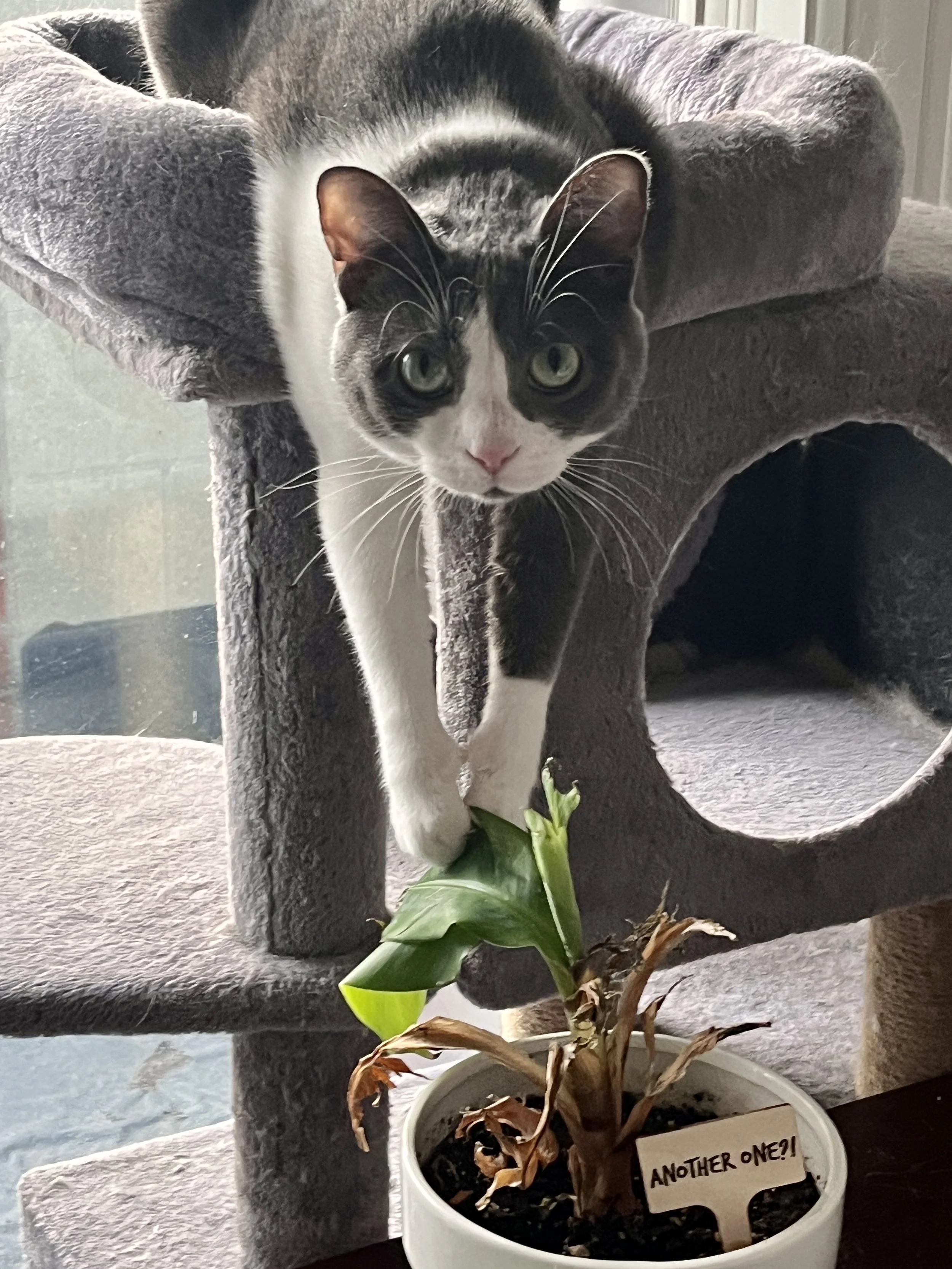 Jerri a grey and white cat streaching down from a cat tree to try and grab a plant from a white pot.