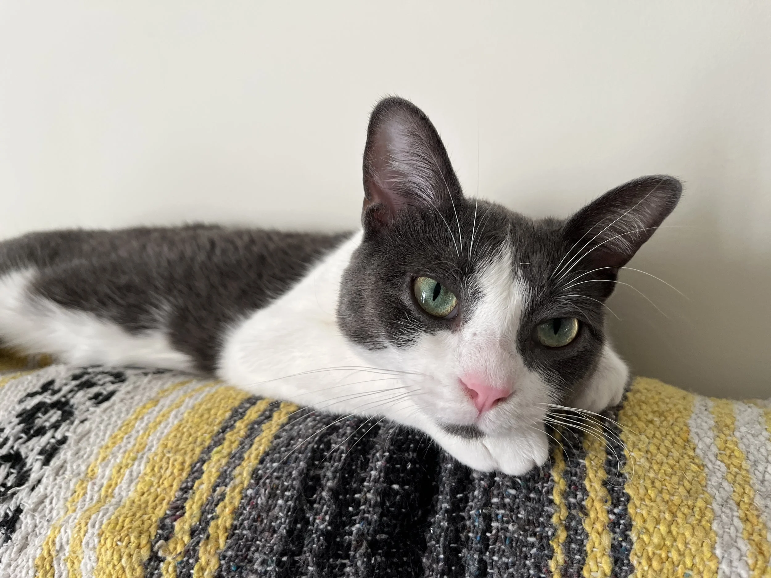 Jerri, a grey and white cat sitting on a stripped blanket of yellow, white and grey.
