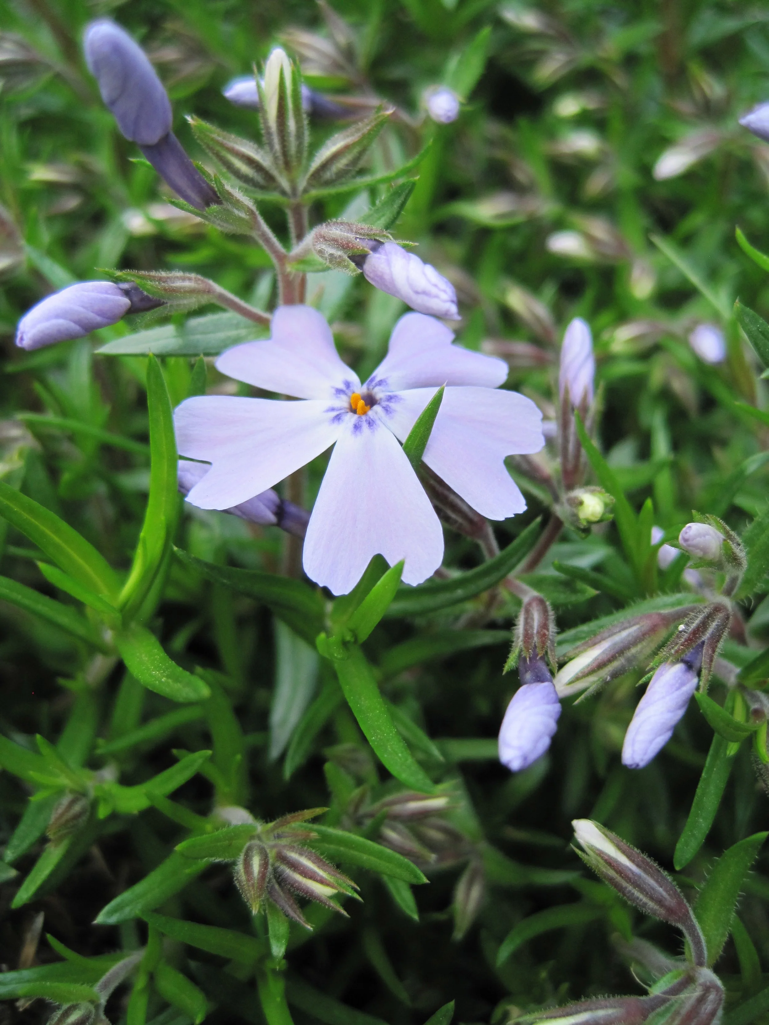 Purple spring flower blooming amongs sharp thin green leaves wth purple buds visible.