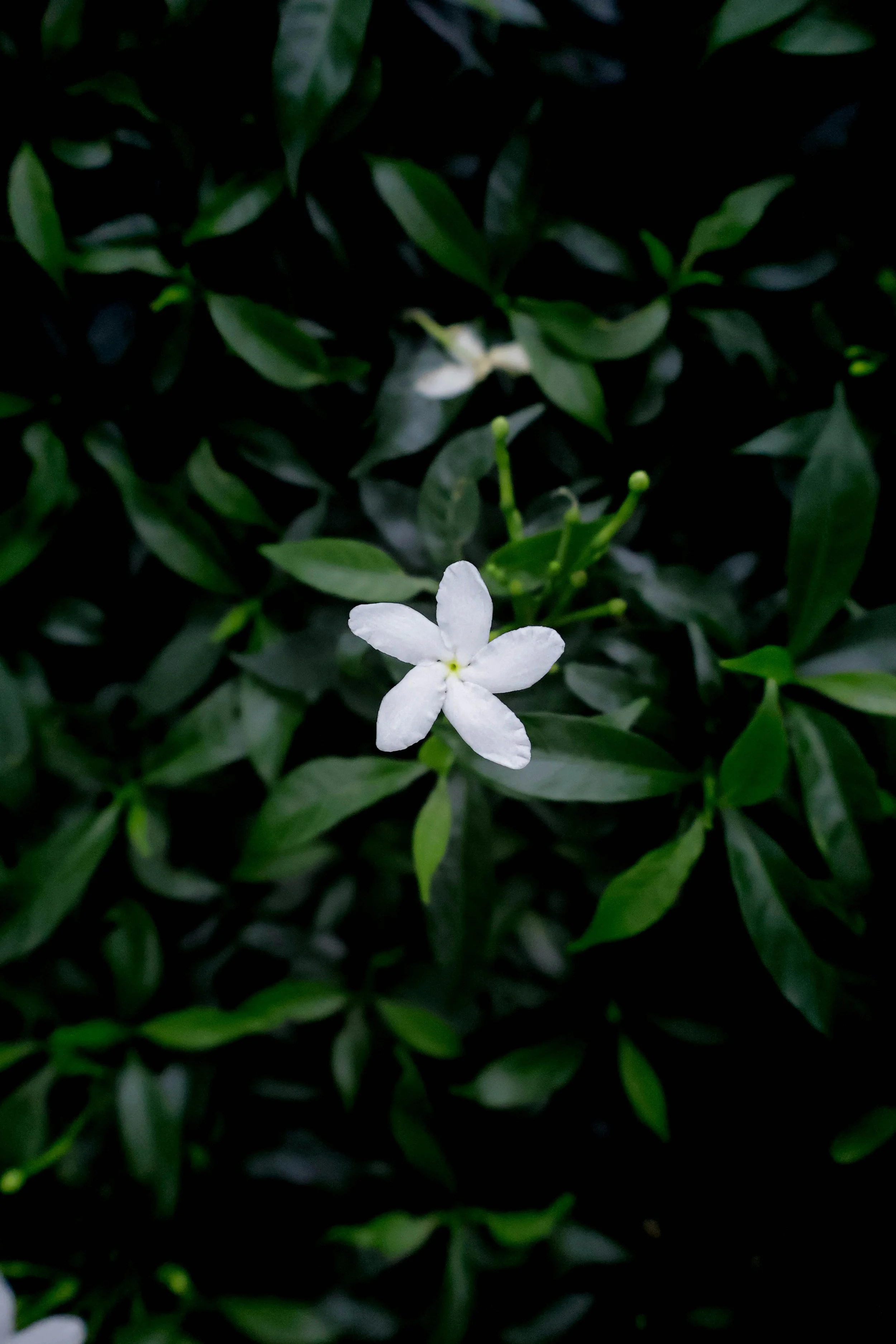 90-Minute Customized Massage