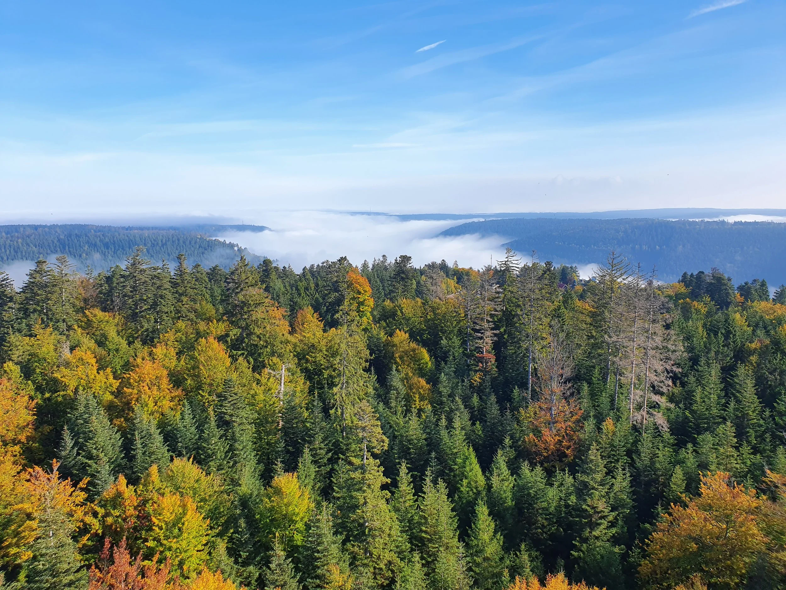 Blick auf eine weitläufige bewaldete Hügellandschaft mit Tal und Nebel im Hintergrund, unter einem blauen Himmel mit einigen Wolken.