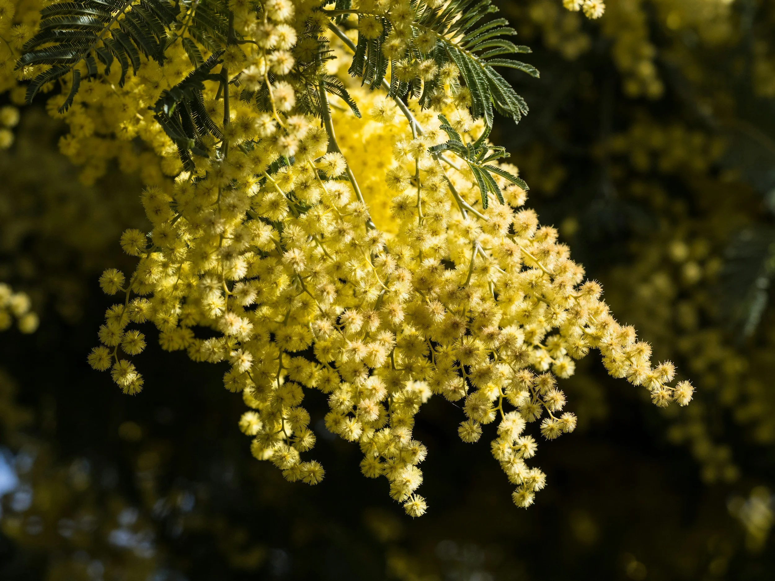 Gelbe Blüten von einer Mimosenpflanze mit grünen, fächerförmigen Blättern im Sonnenlicht.