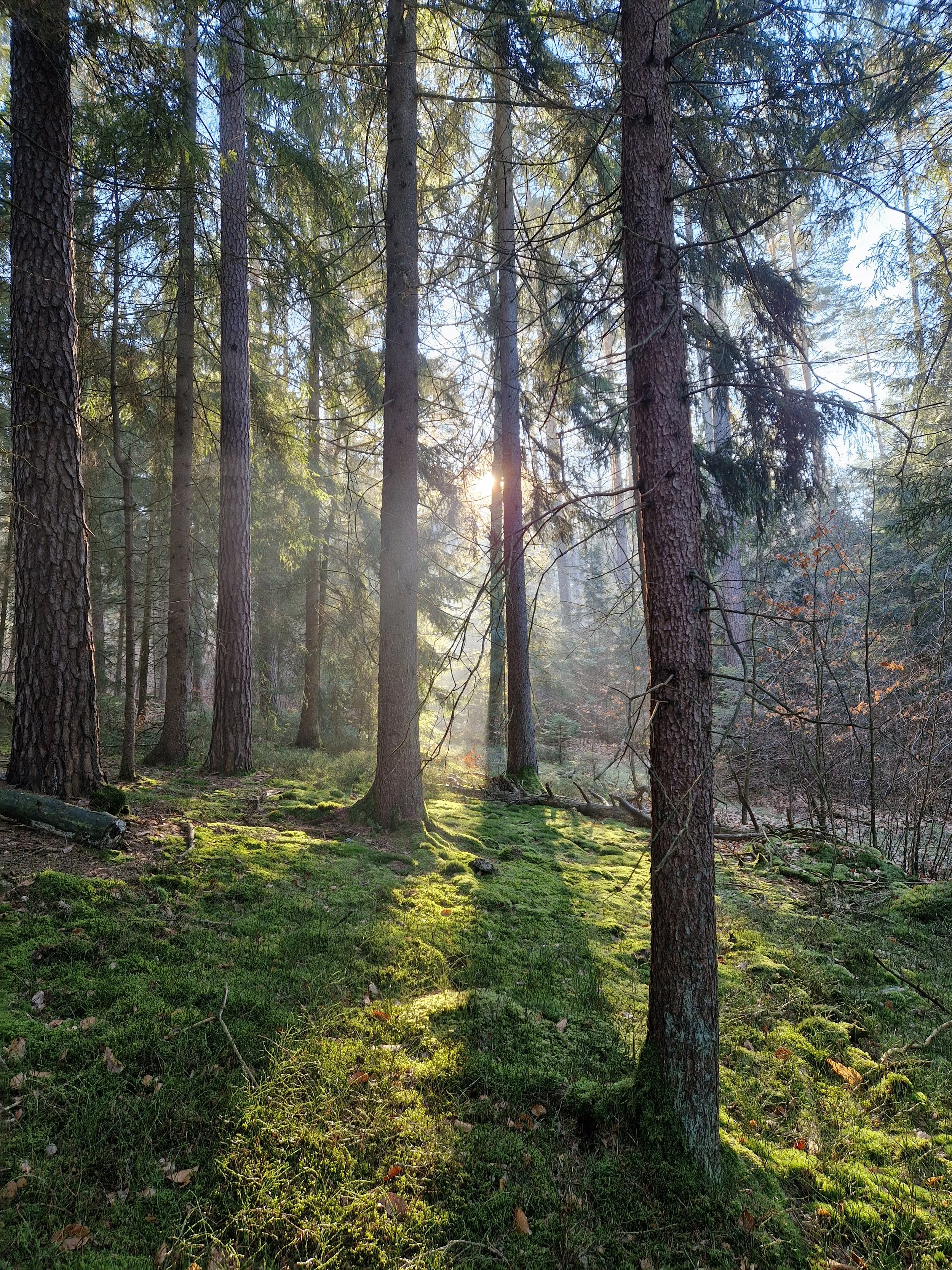 Ein Sonnenstrahl durchdringt einen dichten Wald mit hohen Baumstämmen und moosbedecktem Boden.