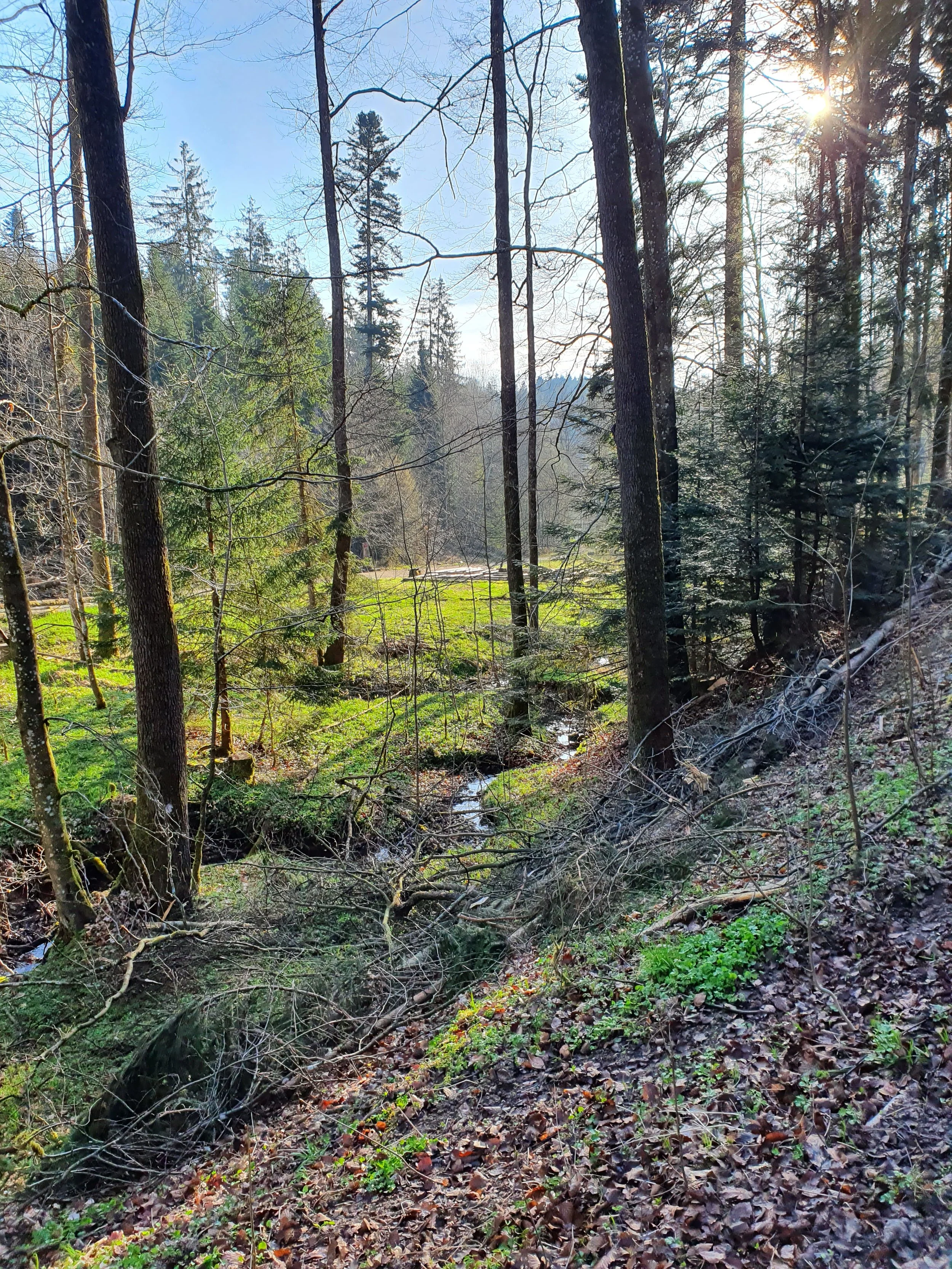 Wald im Sonnenlicht, Bäume, Laub am Boden, kleiner Bach
