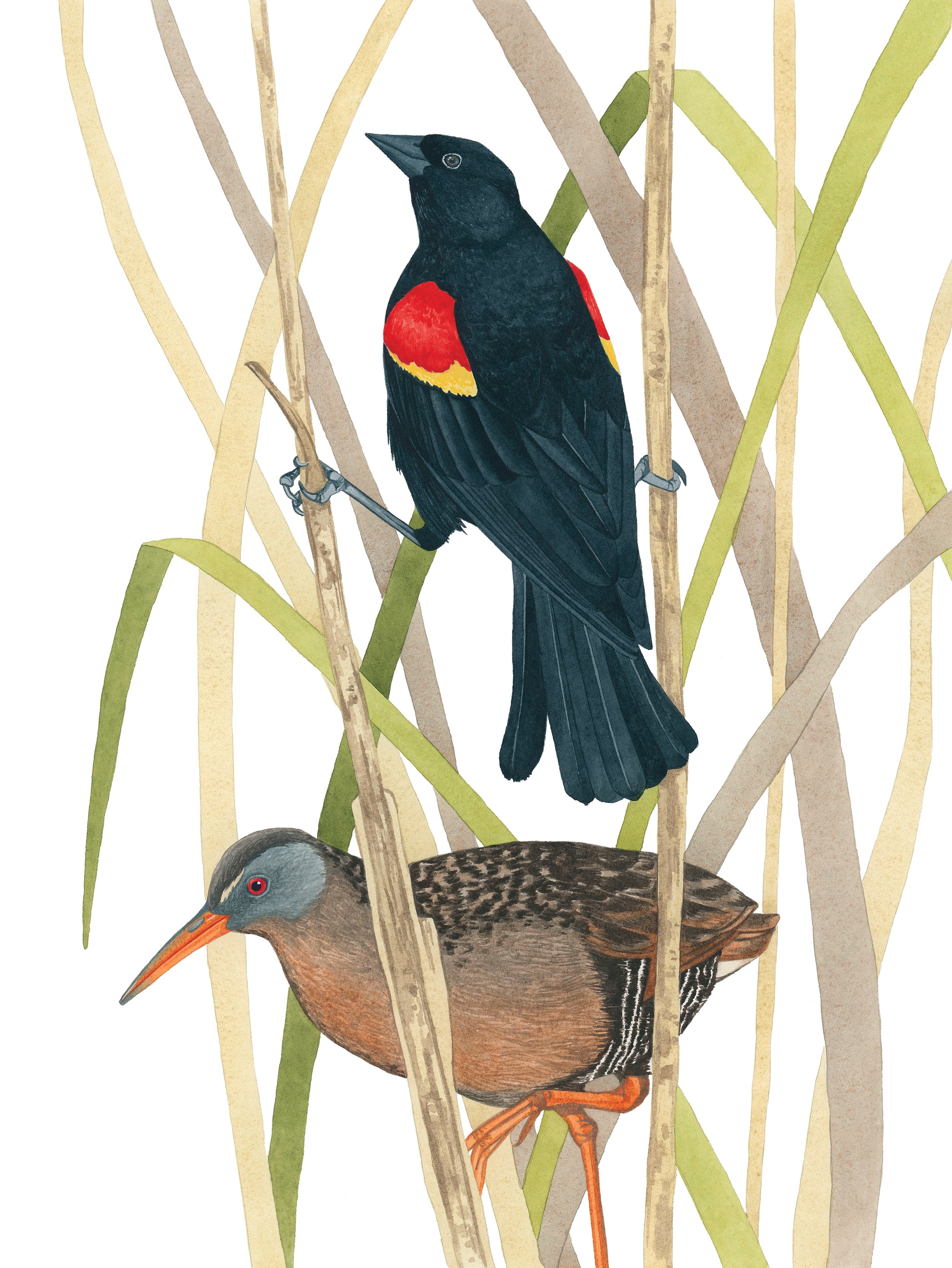 Red-winged blackbird and a Virginia rail 