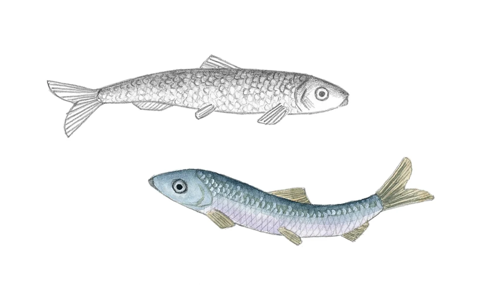 Pacific herring