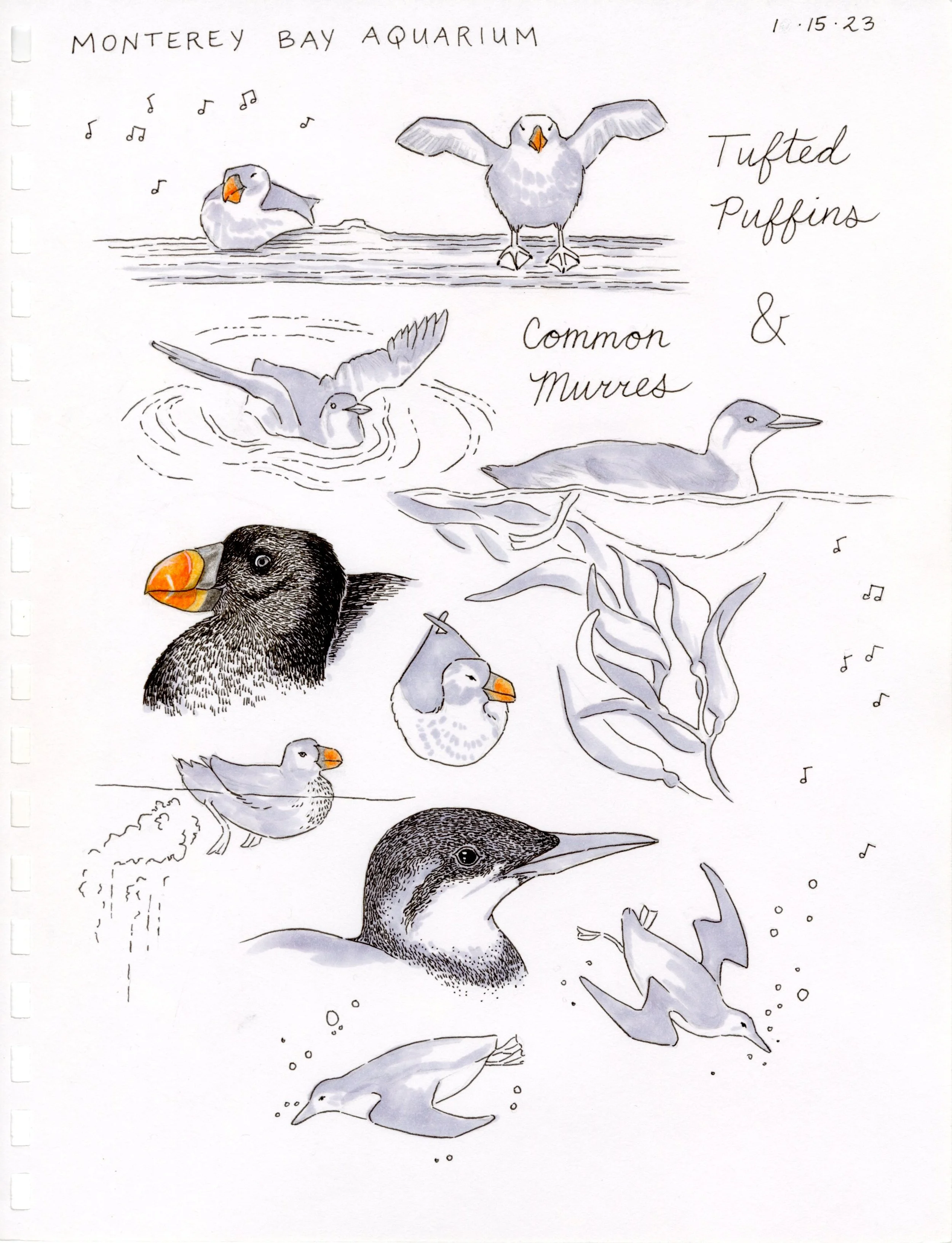 Sketch_Monterey Aquarium.jpg