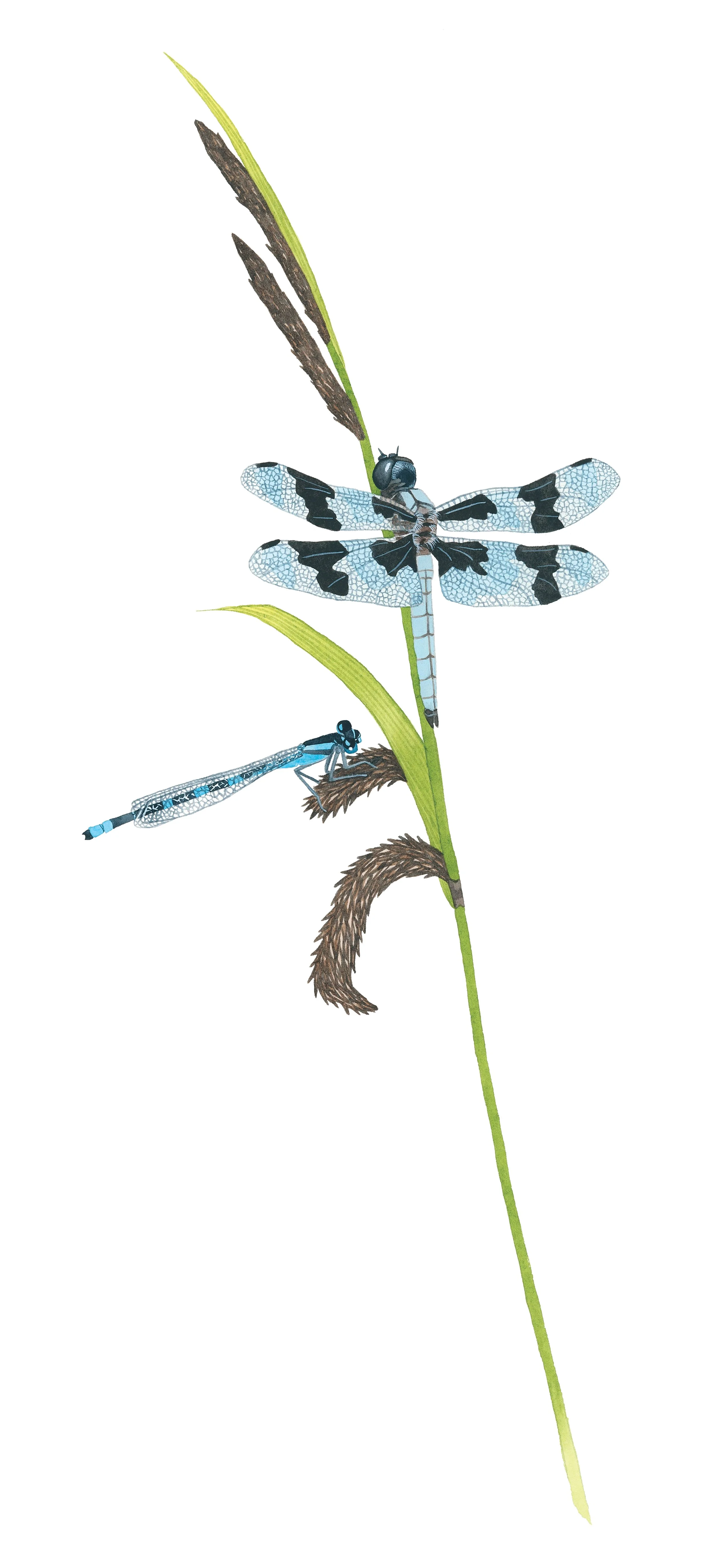 Eight-spotted skimmer dragonfly and a tule bluet damselfly perched on slough sedge