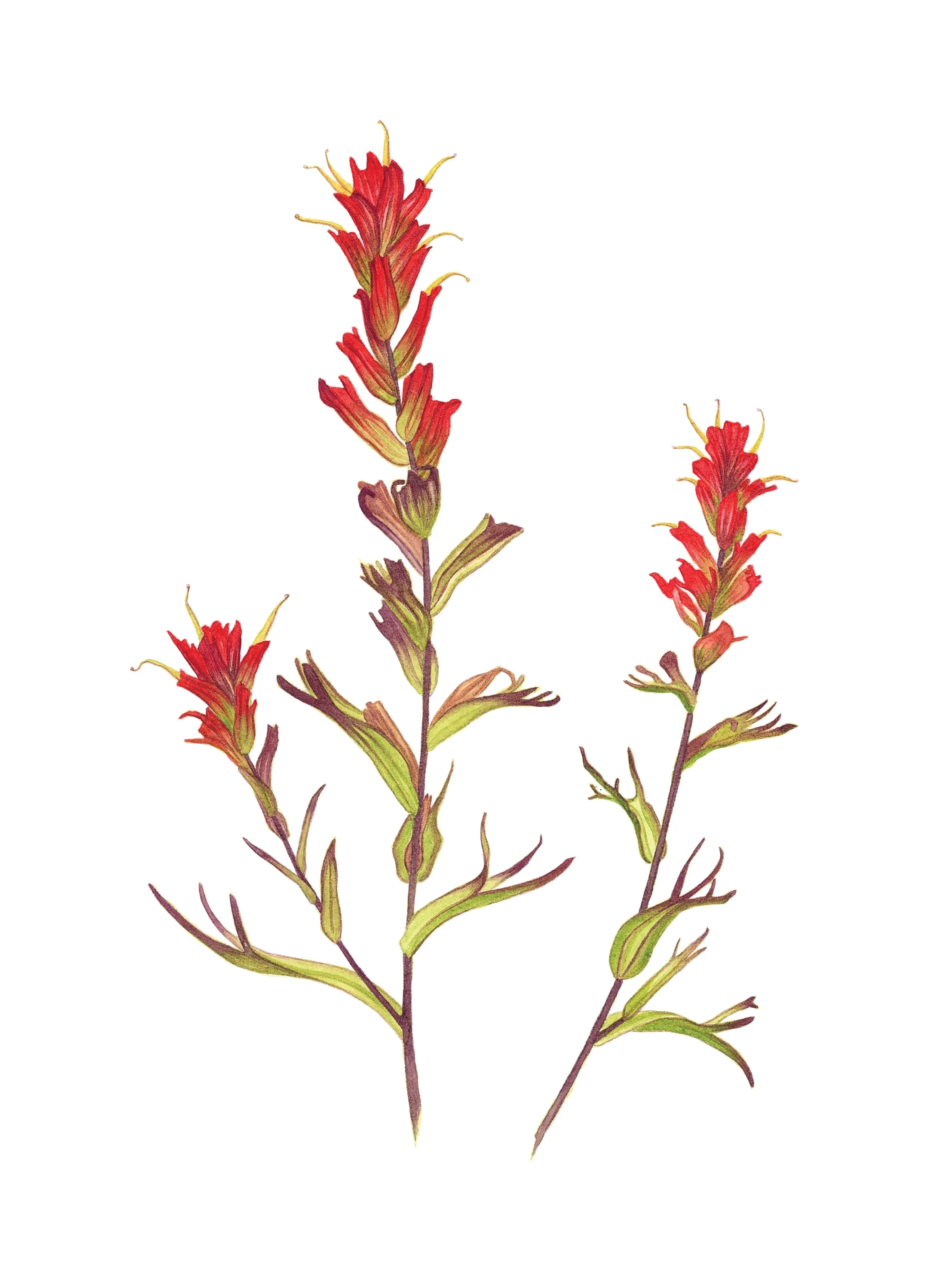 Indian paintbrush