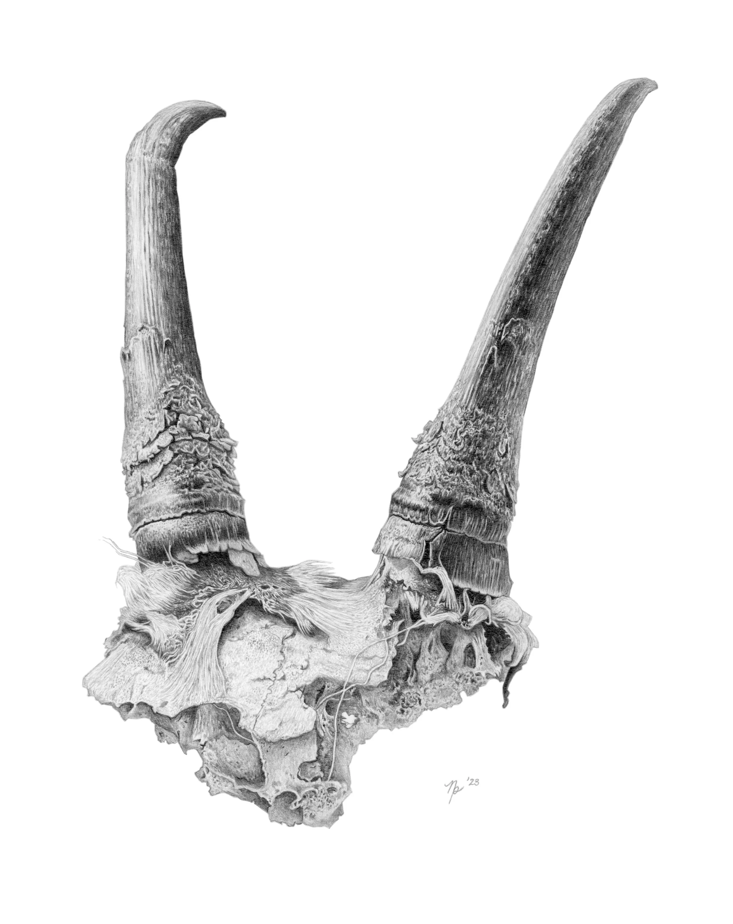 Graphite drawing of the top of a mountain goat skull