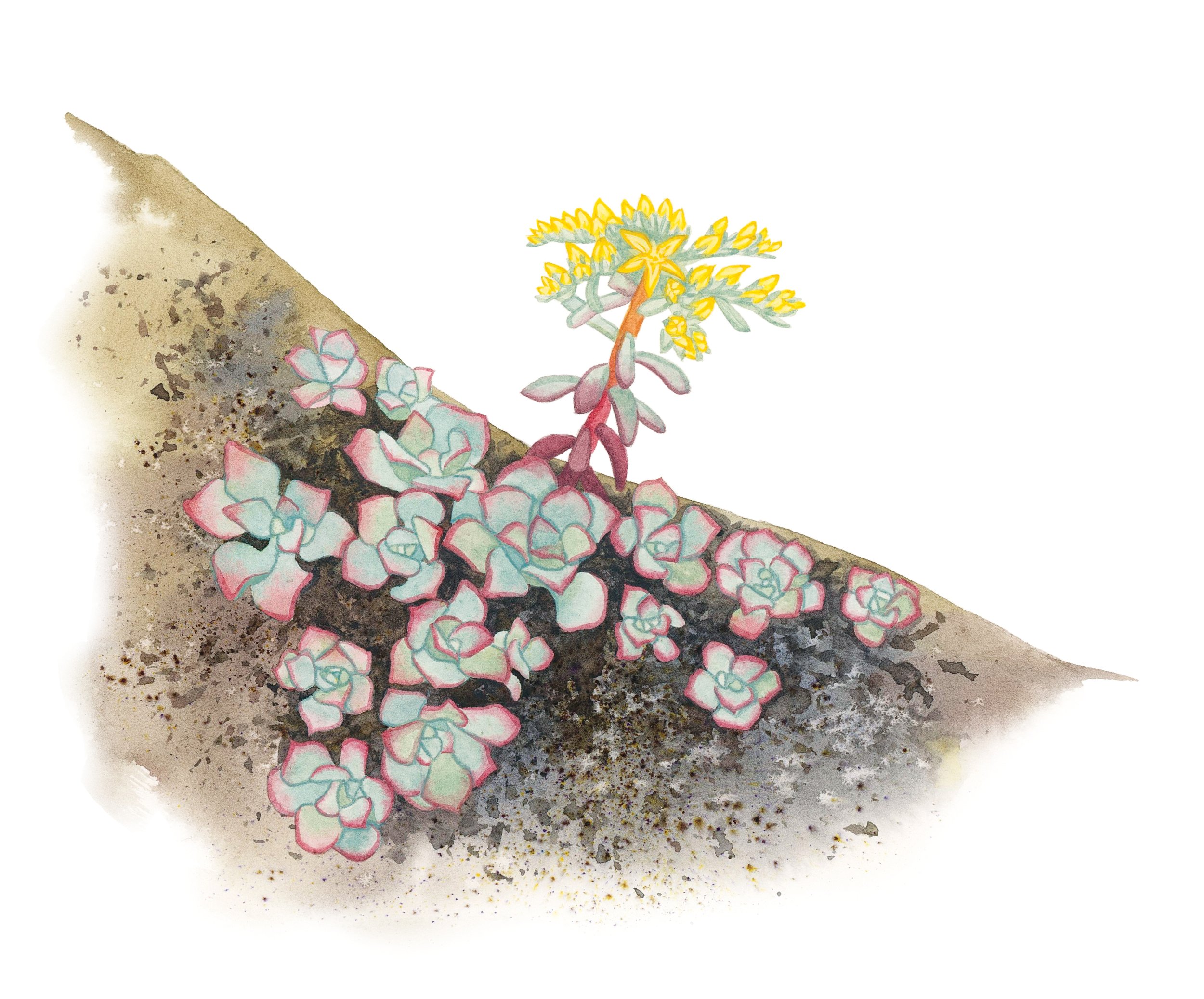 Broadleaf stonecrop