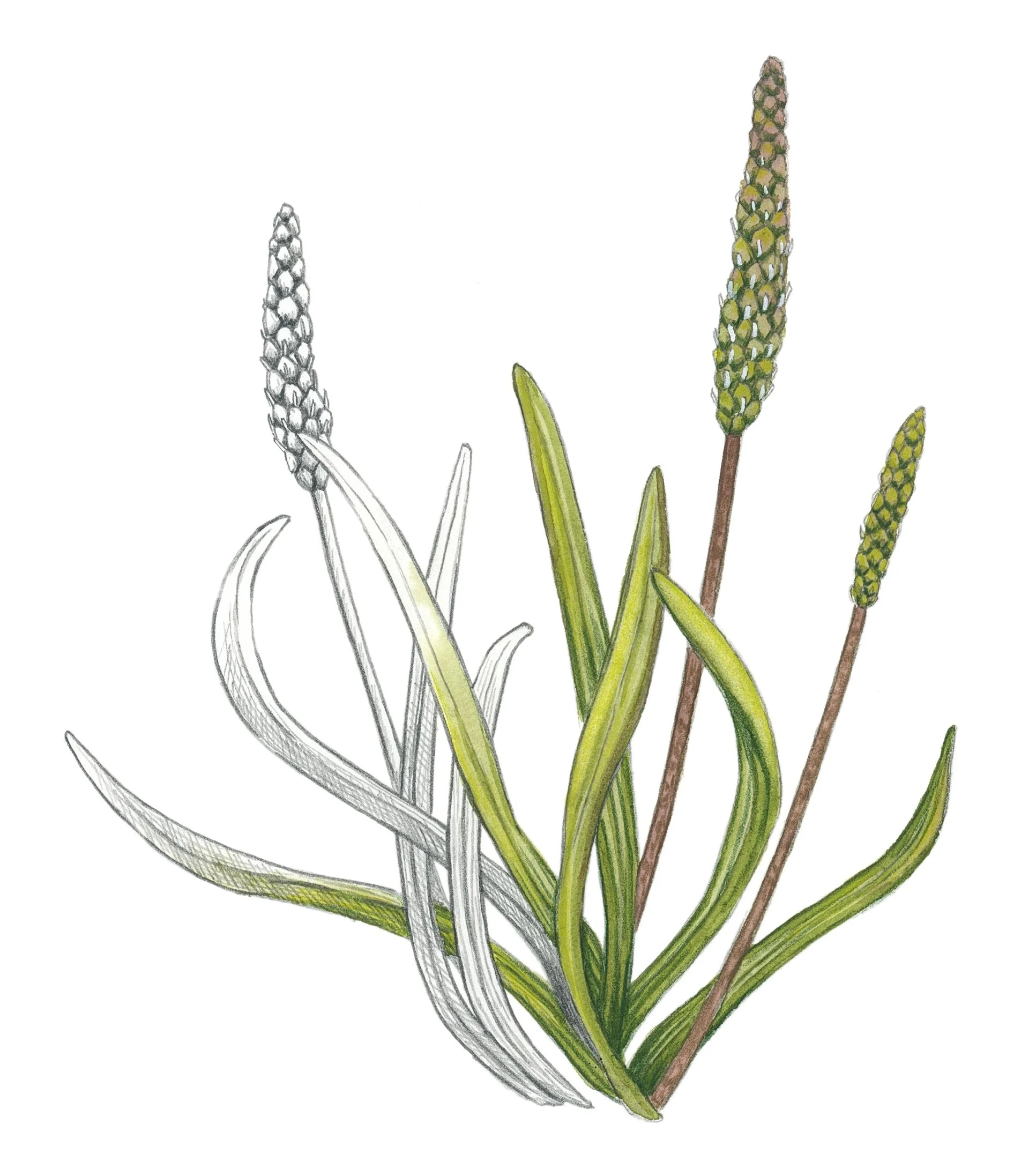 Sea plantain
