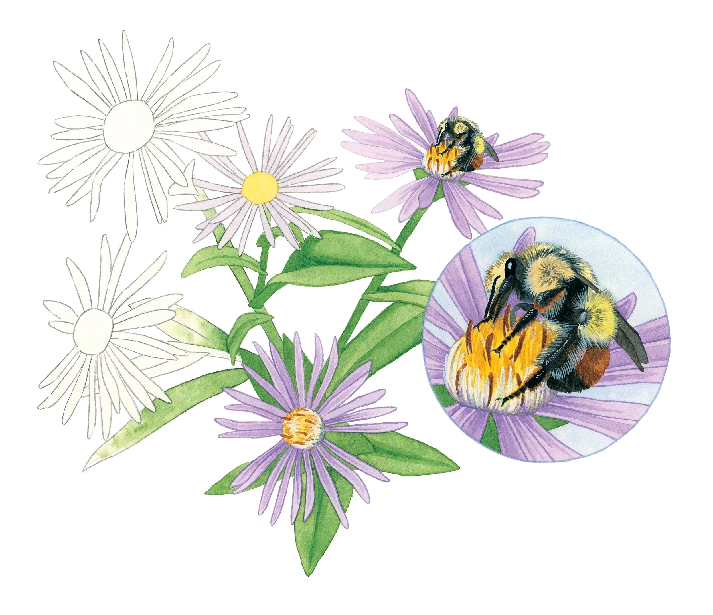 Yellow-fronted bumble bee on a Douglas aster