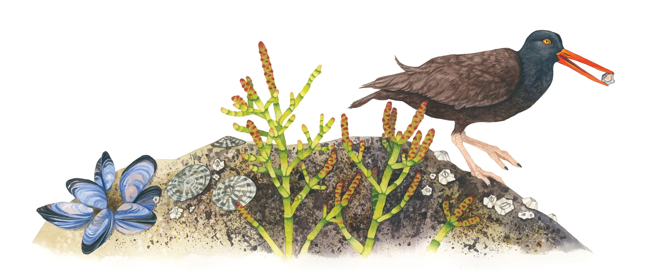 Black oystercatcher foraging for food among rocks covered in pacific glasswort, muscles, barnacles, and limpets