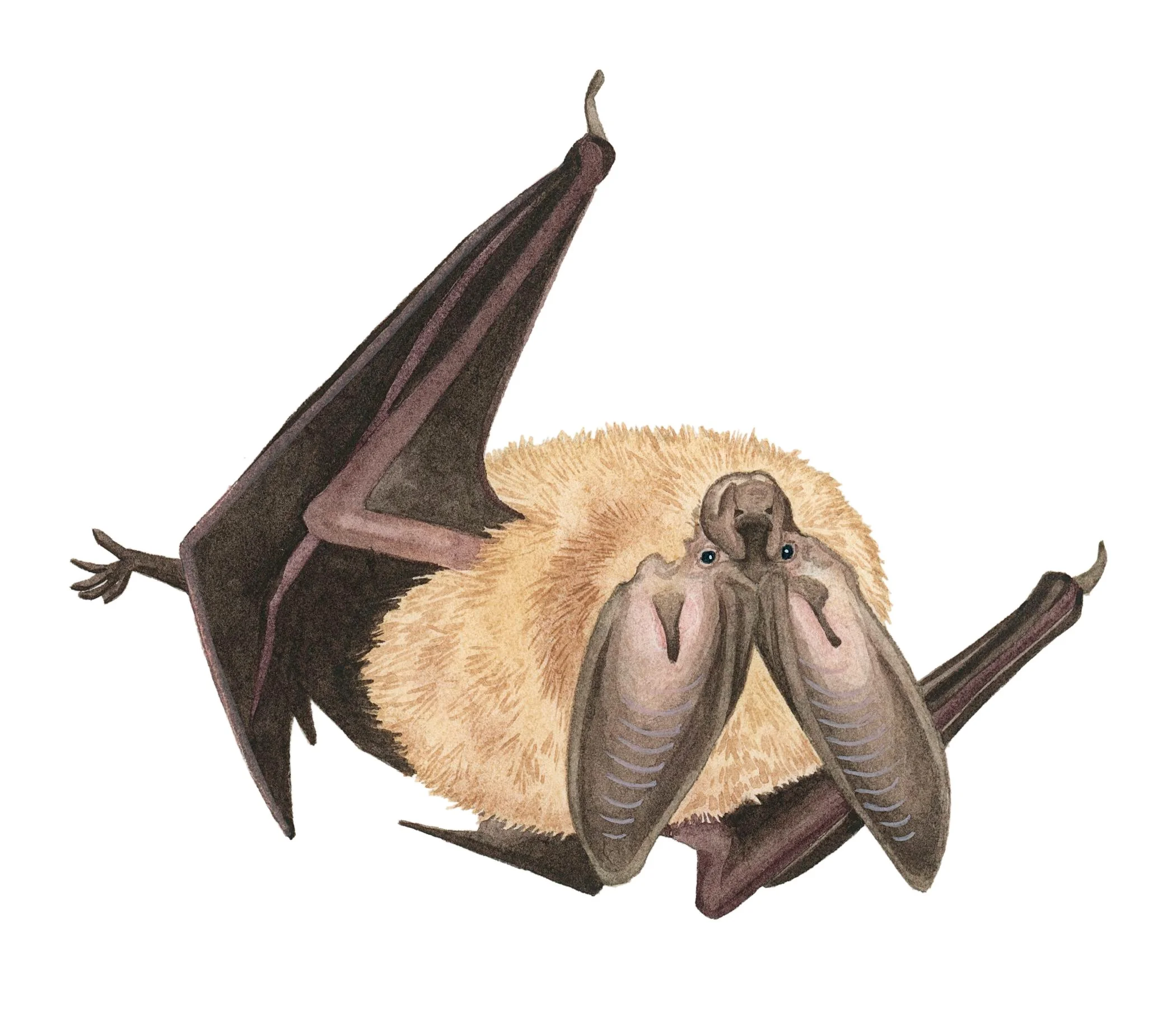 Townsend's big-eared bat