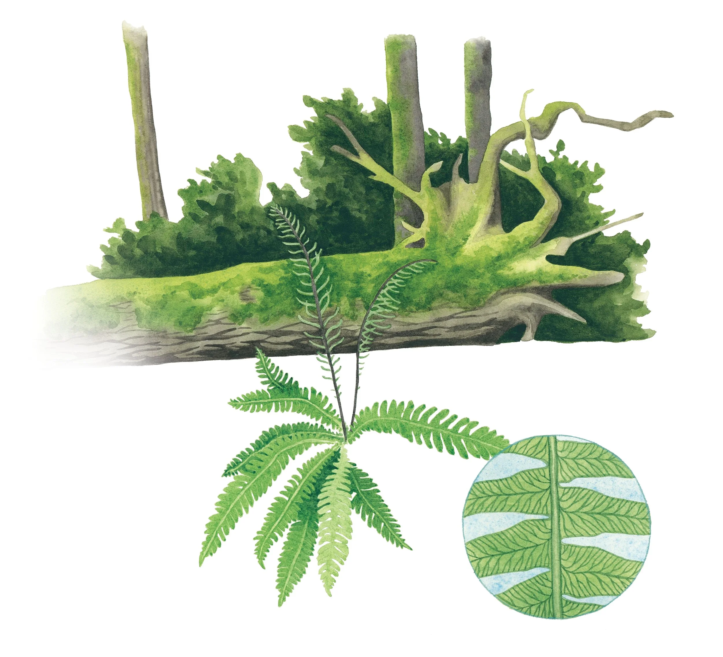 Nurse log covered in moss with a deer fern growing in front of it