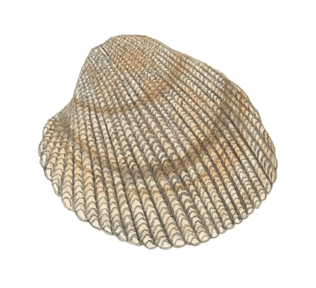 Nuttall's cockel shell