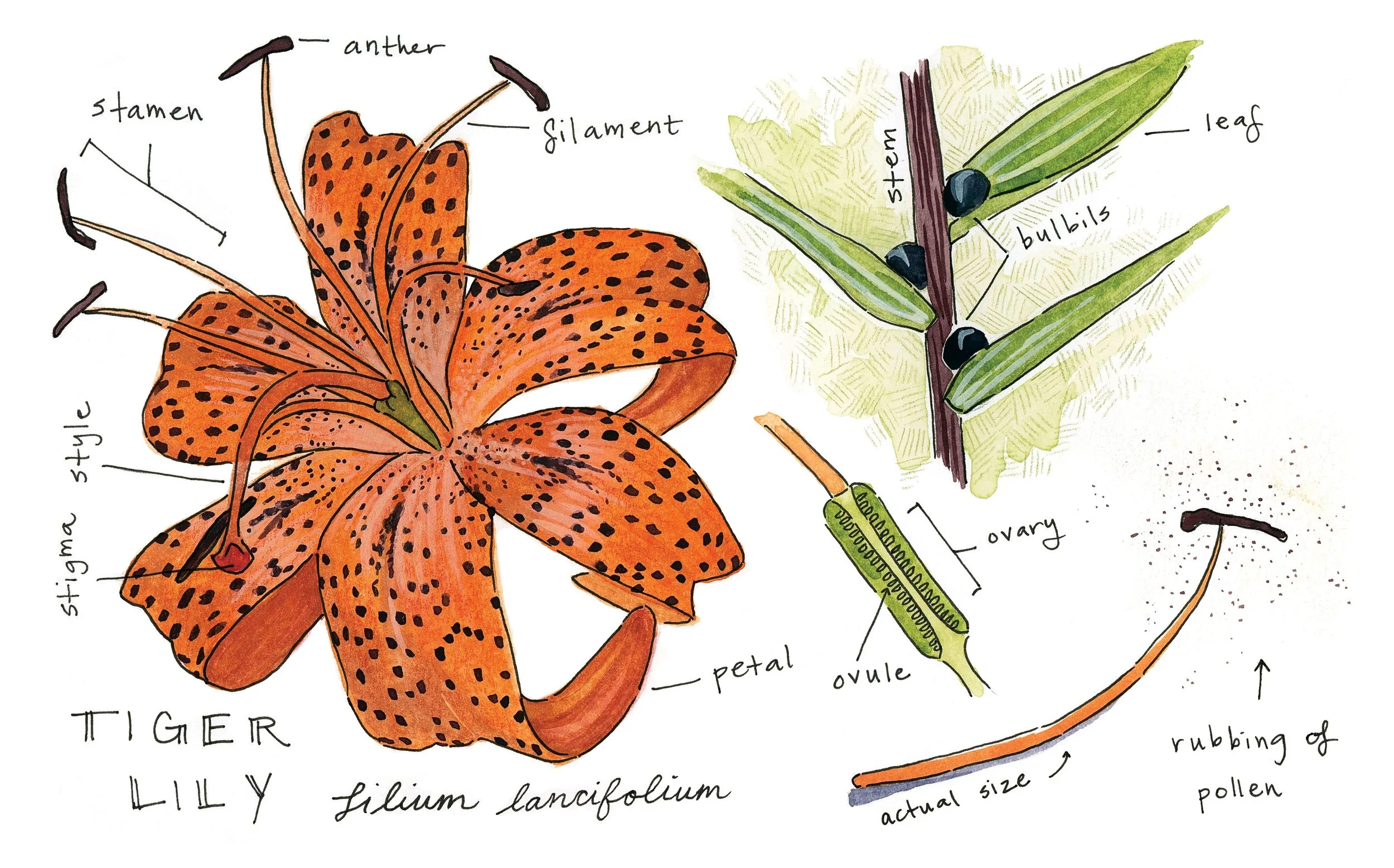 Sketch_Tiger Lily.jpg