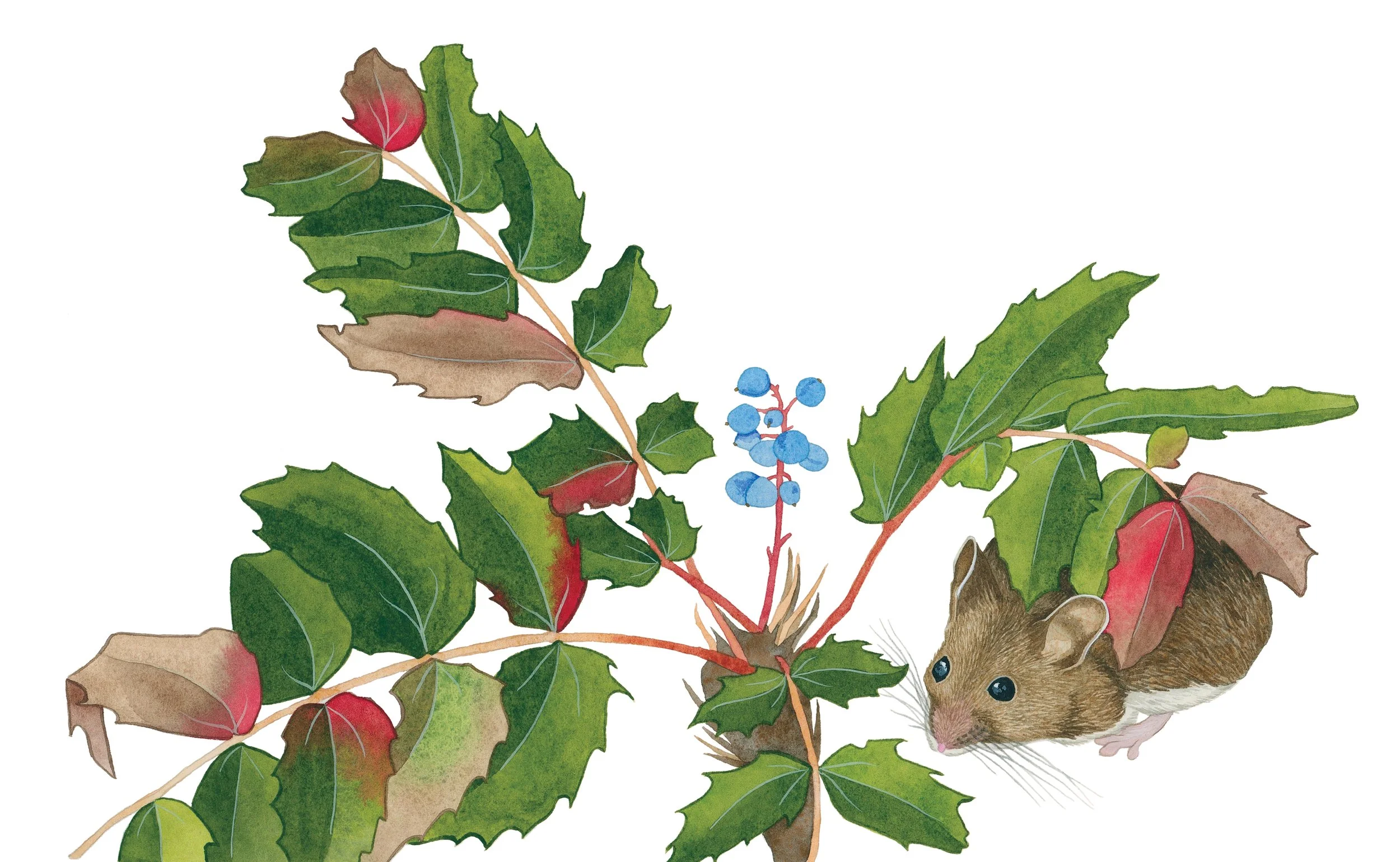 Deer mouse hiding beneath Cascade Oregon-grape