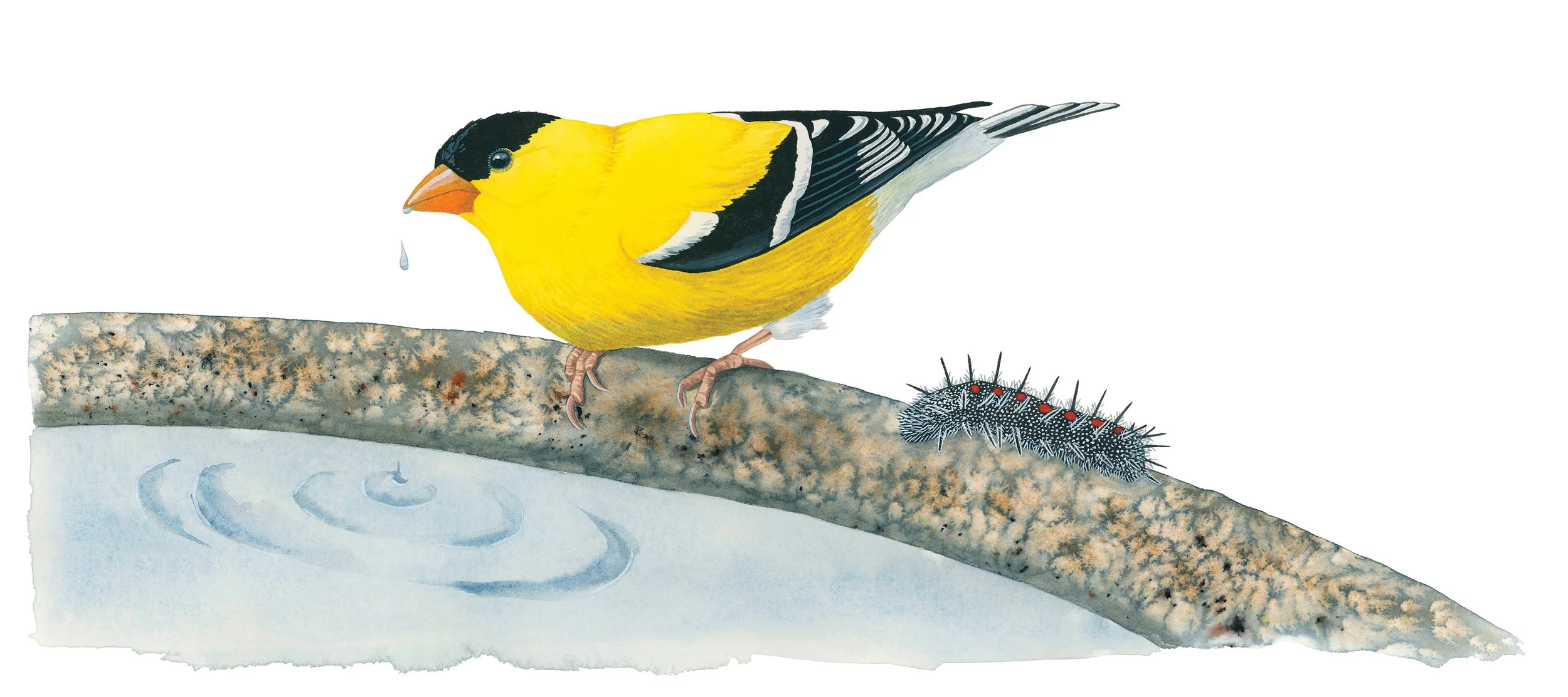 American goldfinch sipping from a bird bath next to a mourning cloak butterfly caterpillar