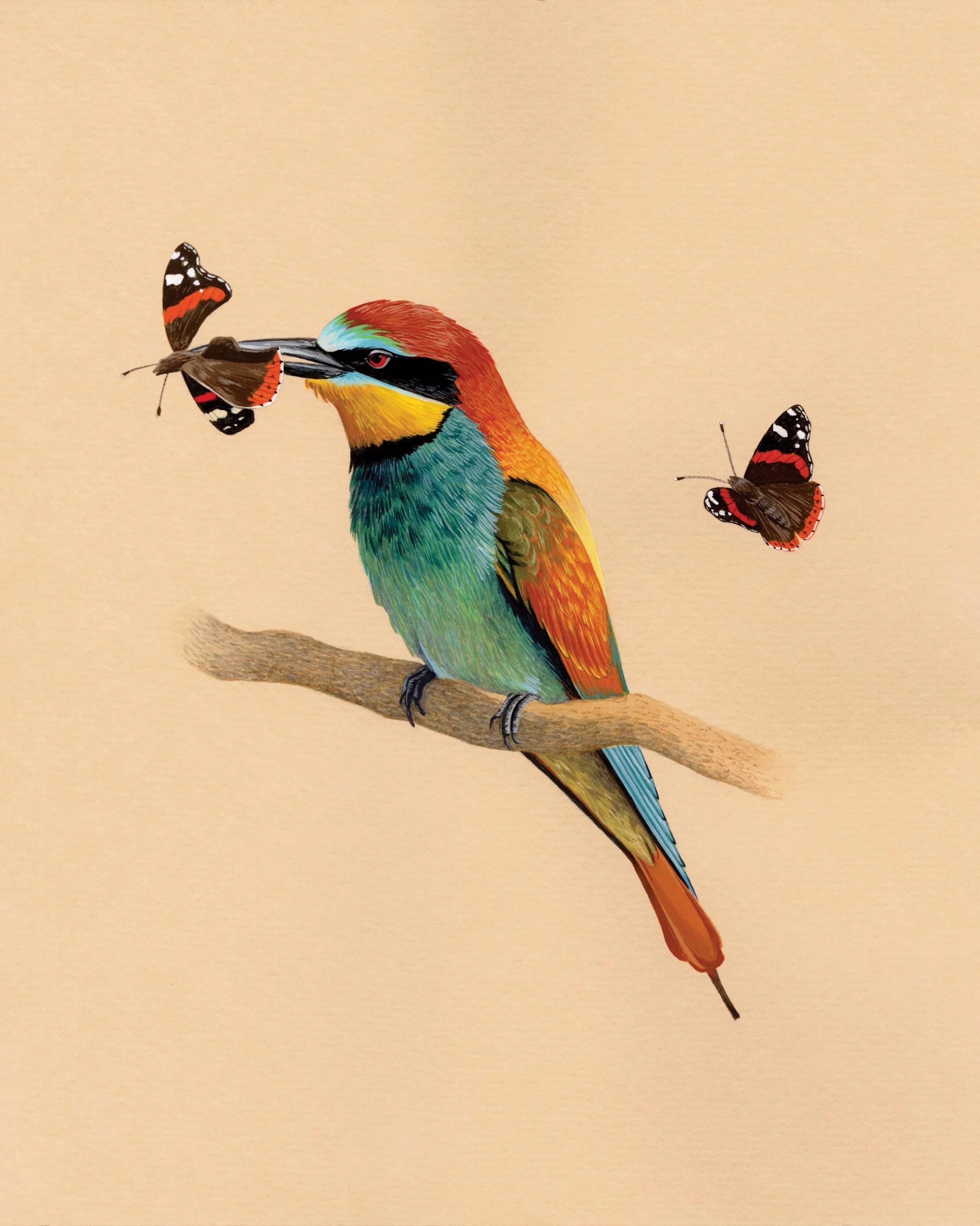 European bee-eater with red admiral butterflies