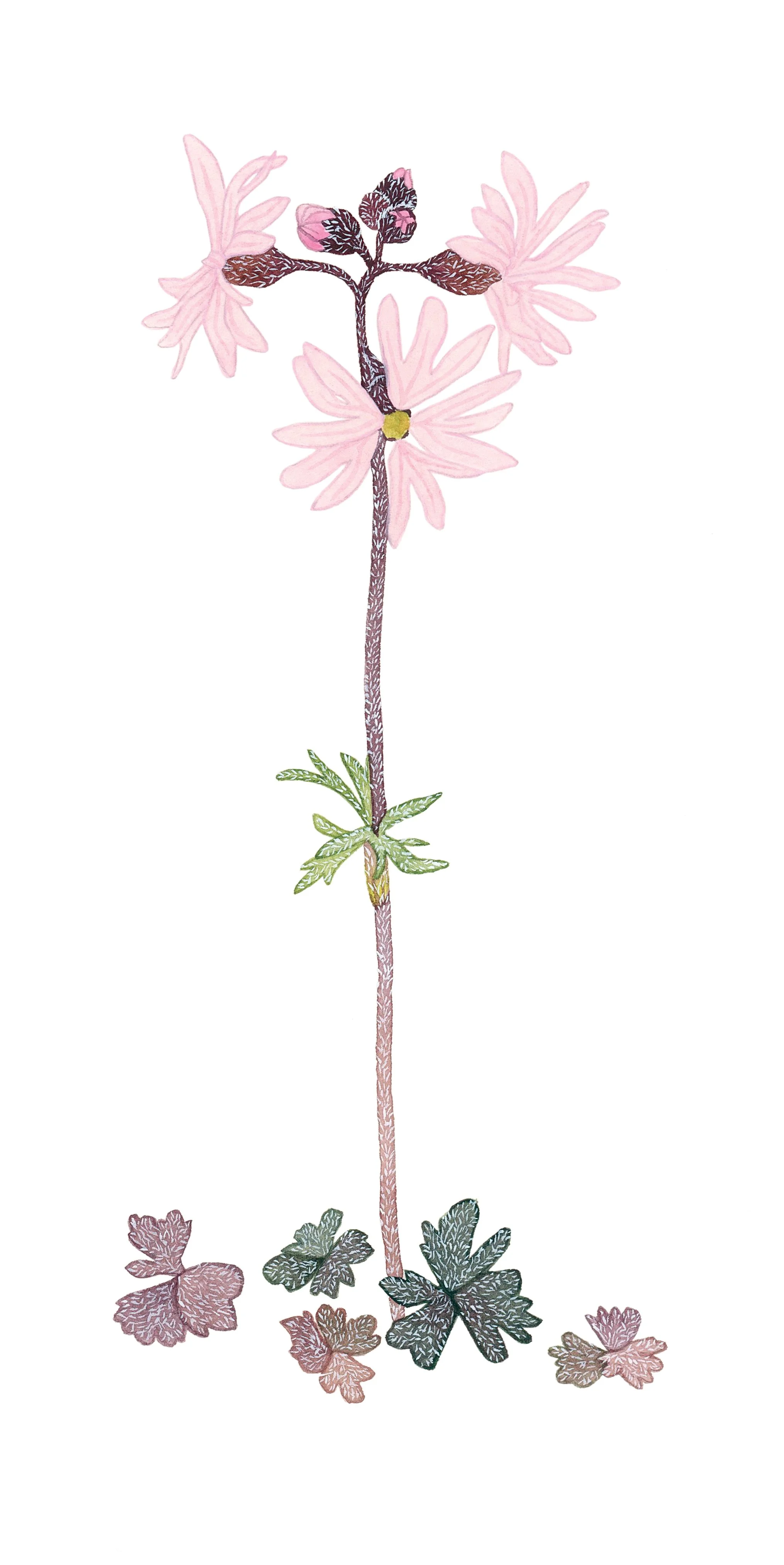 Smallflower woodland star
