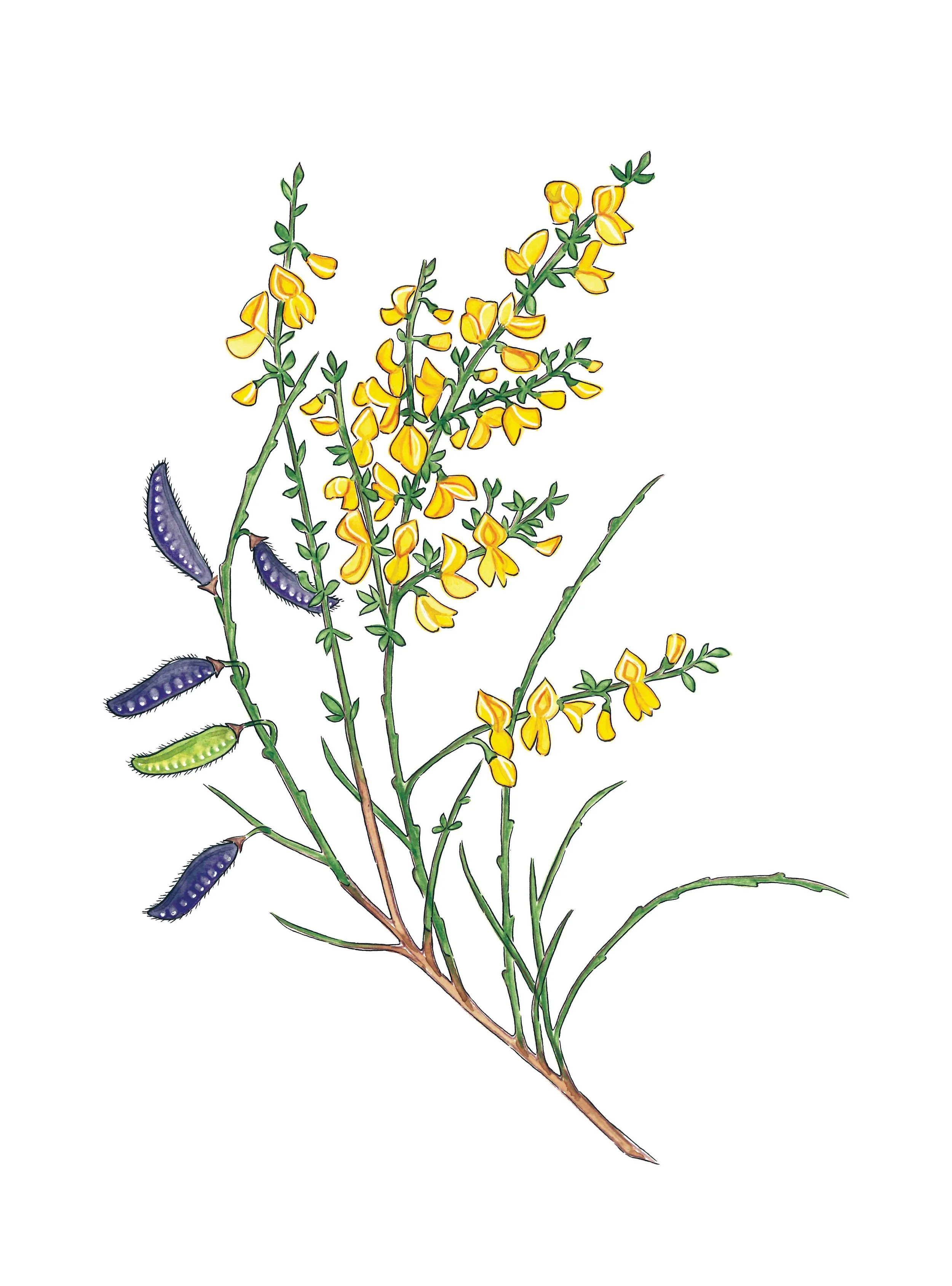 Scotch broom illustration showing flowers and seed pods