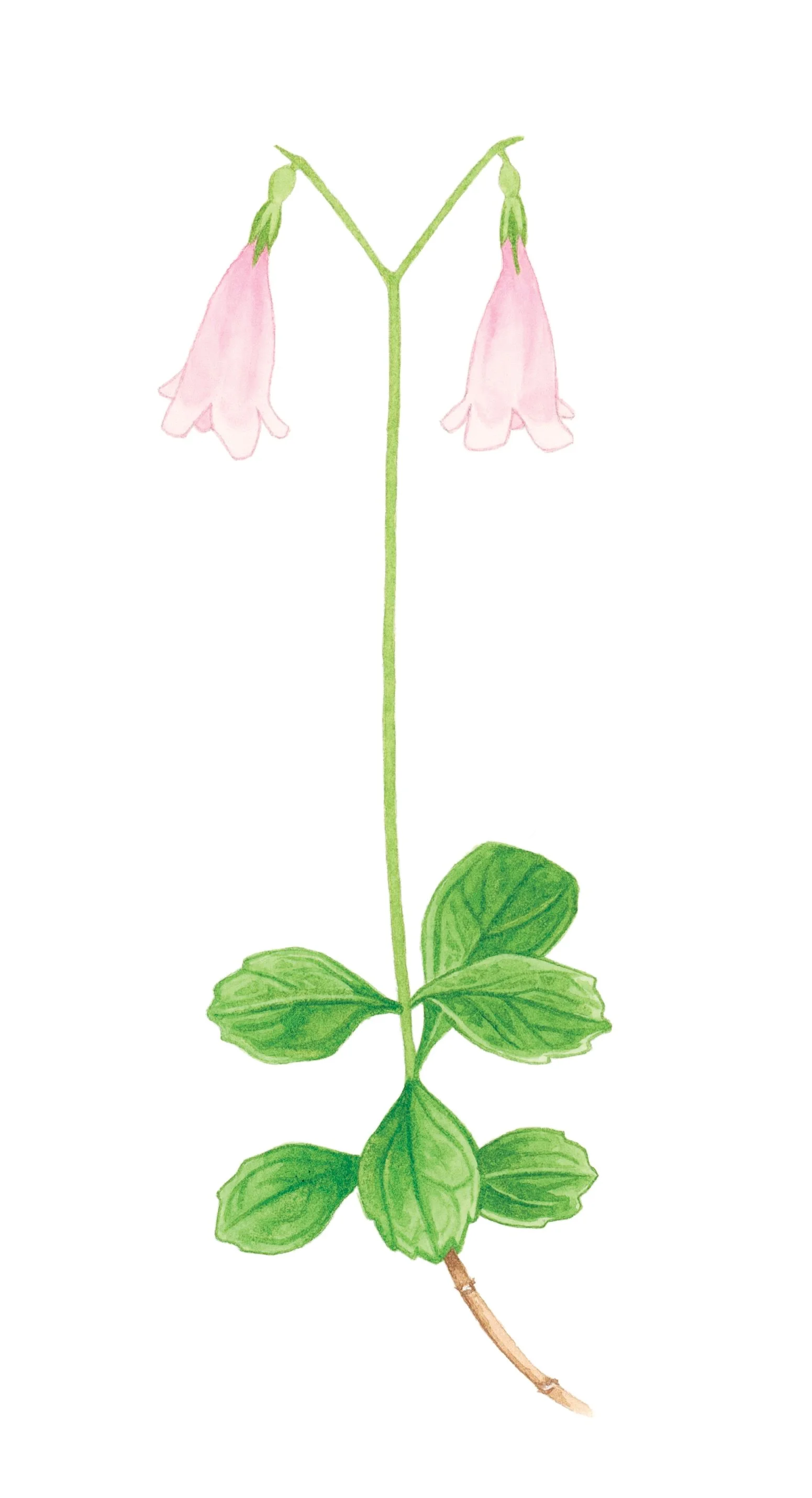Twinflower