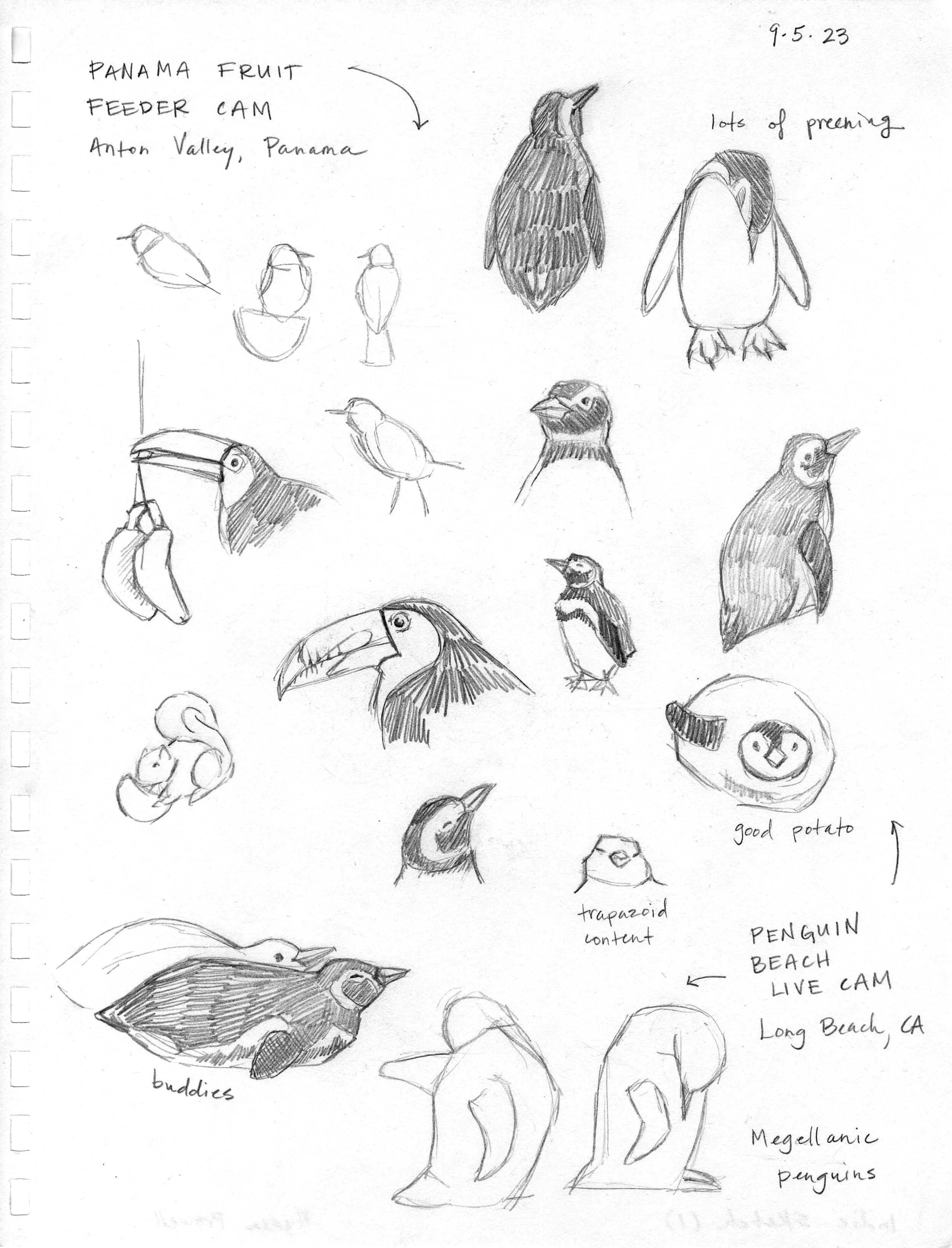 Sketch_Fruit Feeder & Penguin.jpg