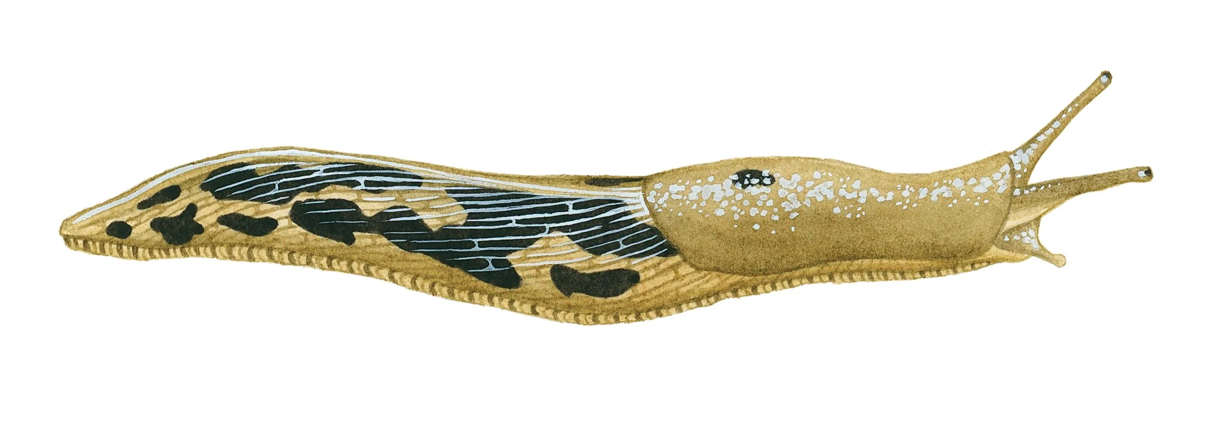Western banana slug