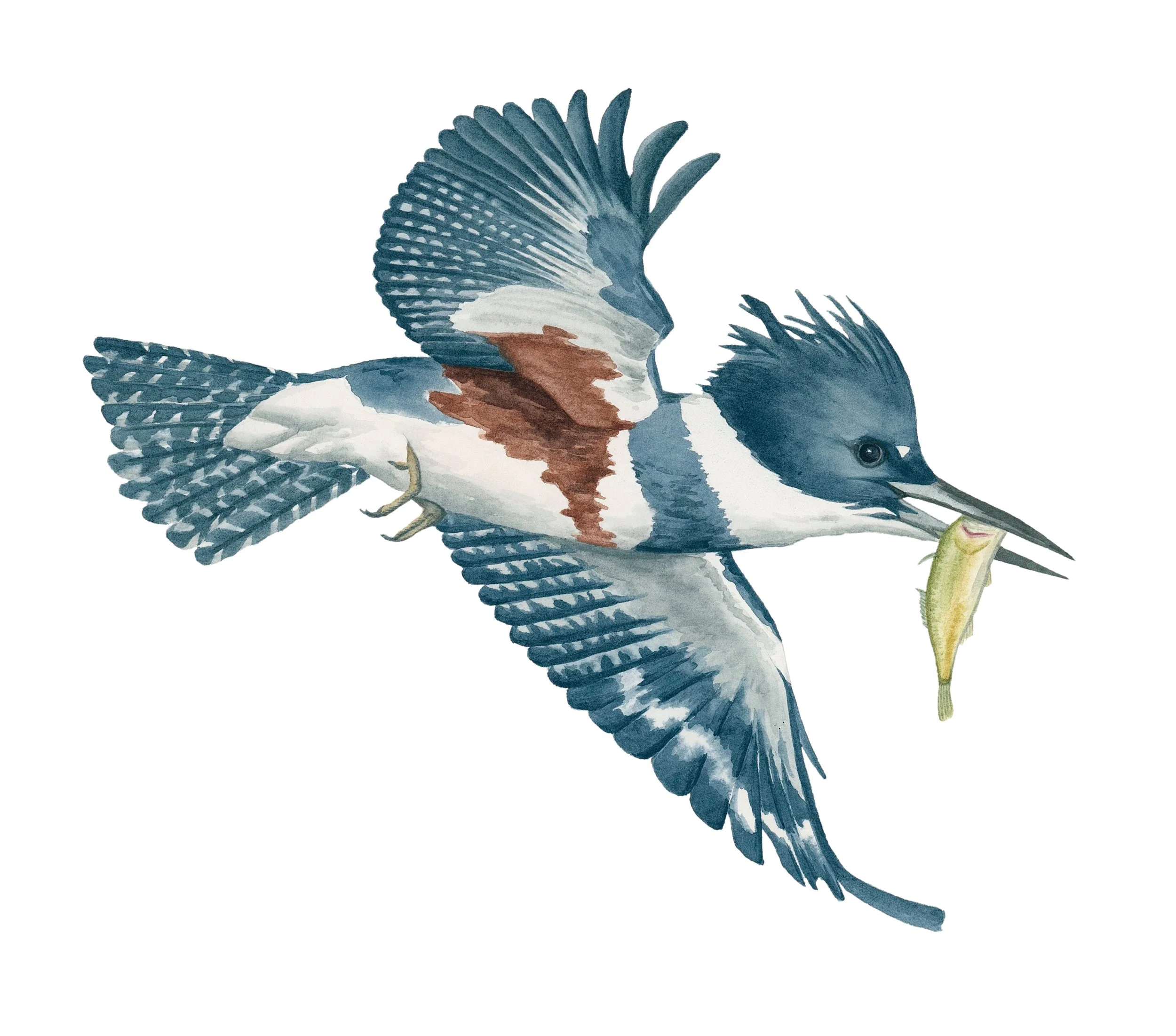 Belted kingfisher with a fresh catch