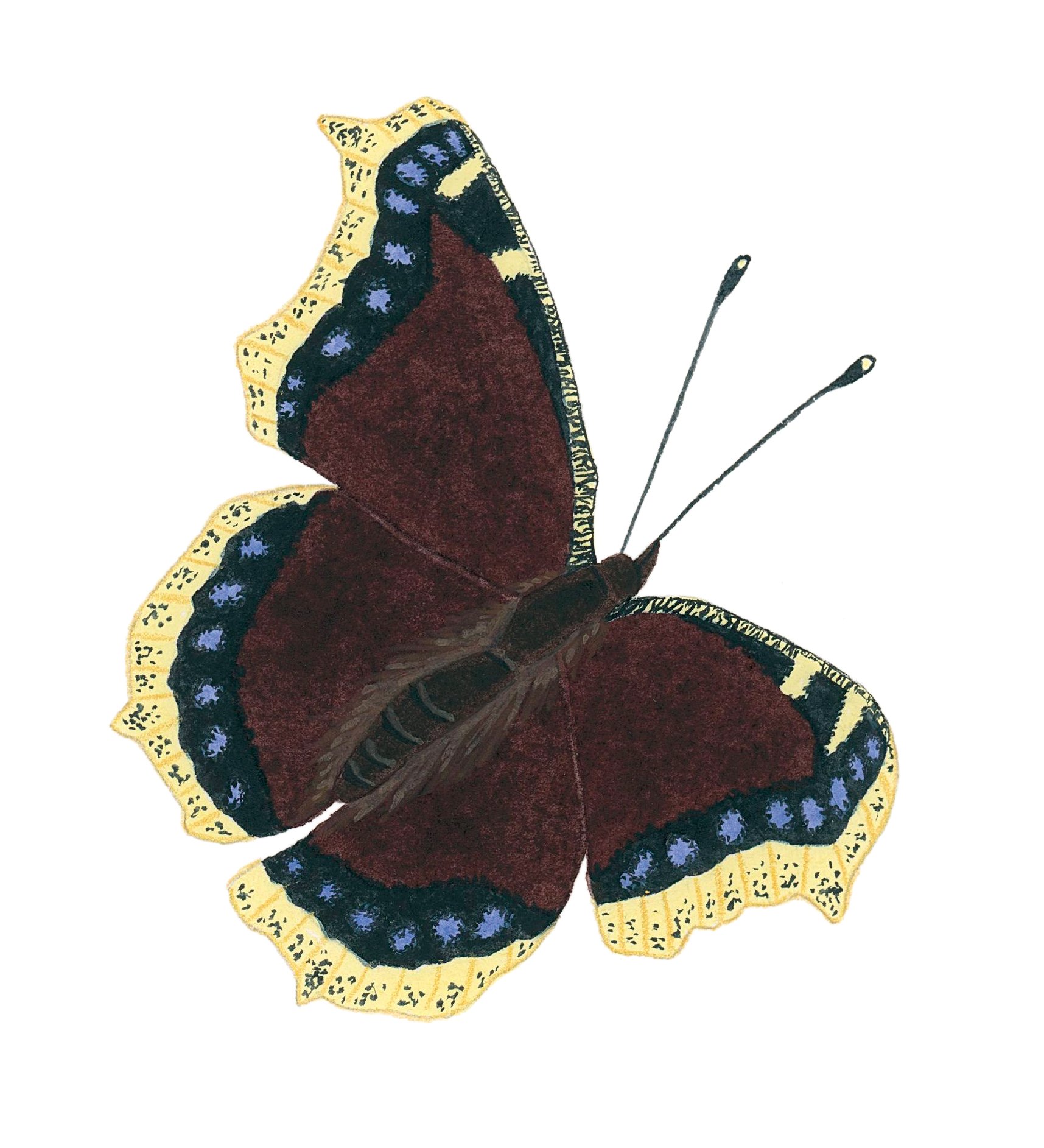 Mourning cloak butterfly in flight