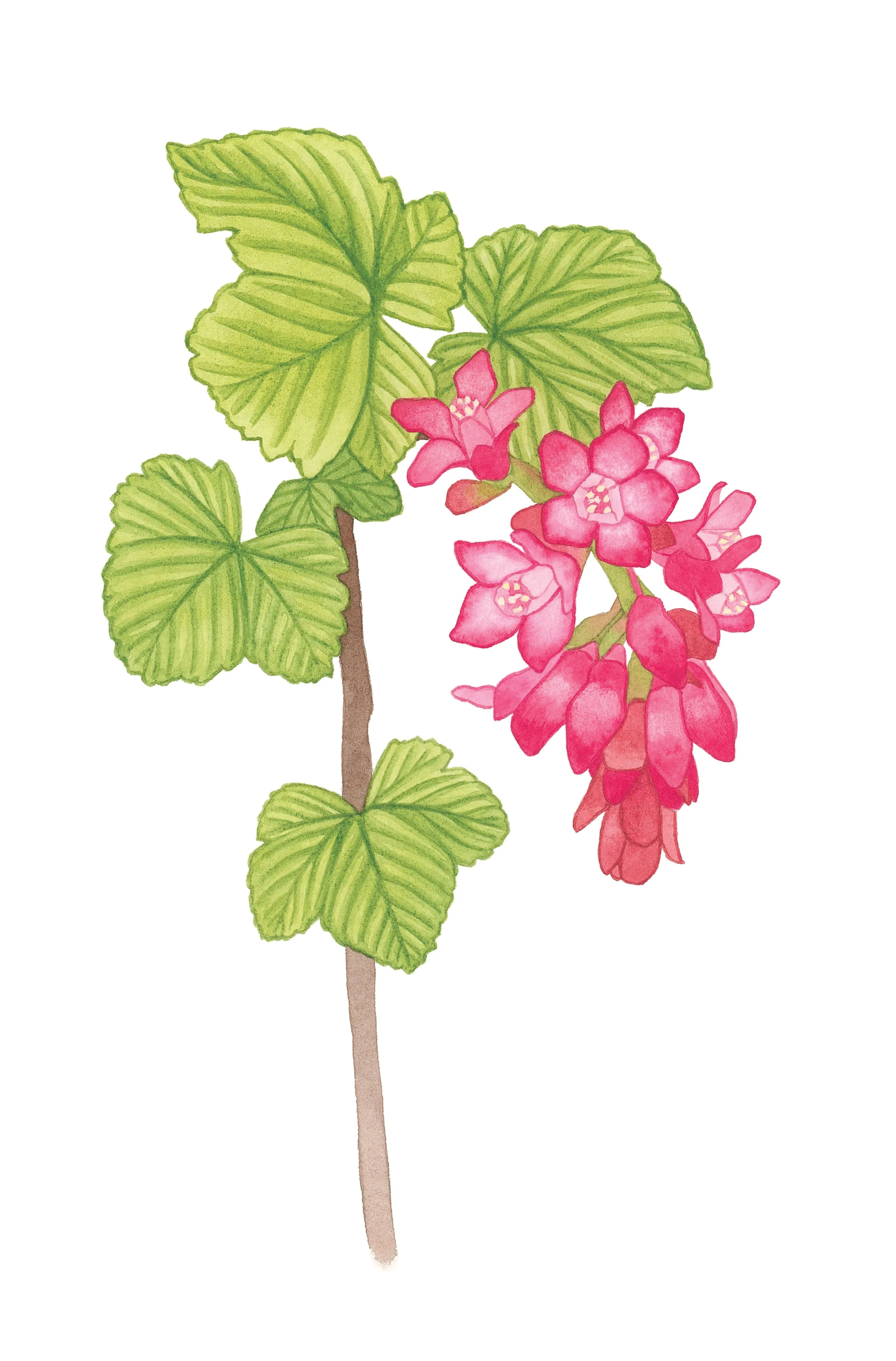 Red flowering currant