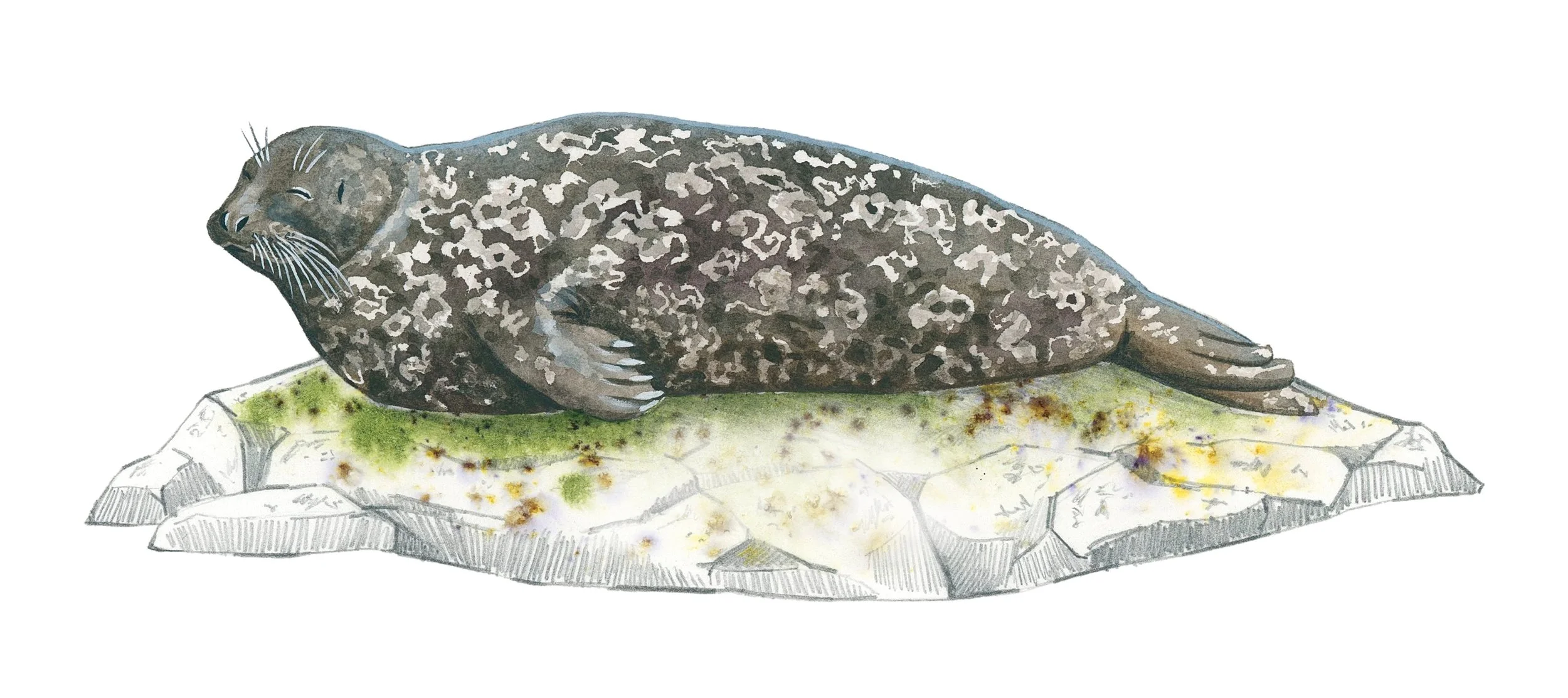 Harbor seal sunbathing