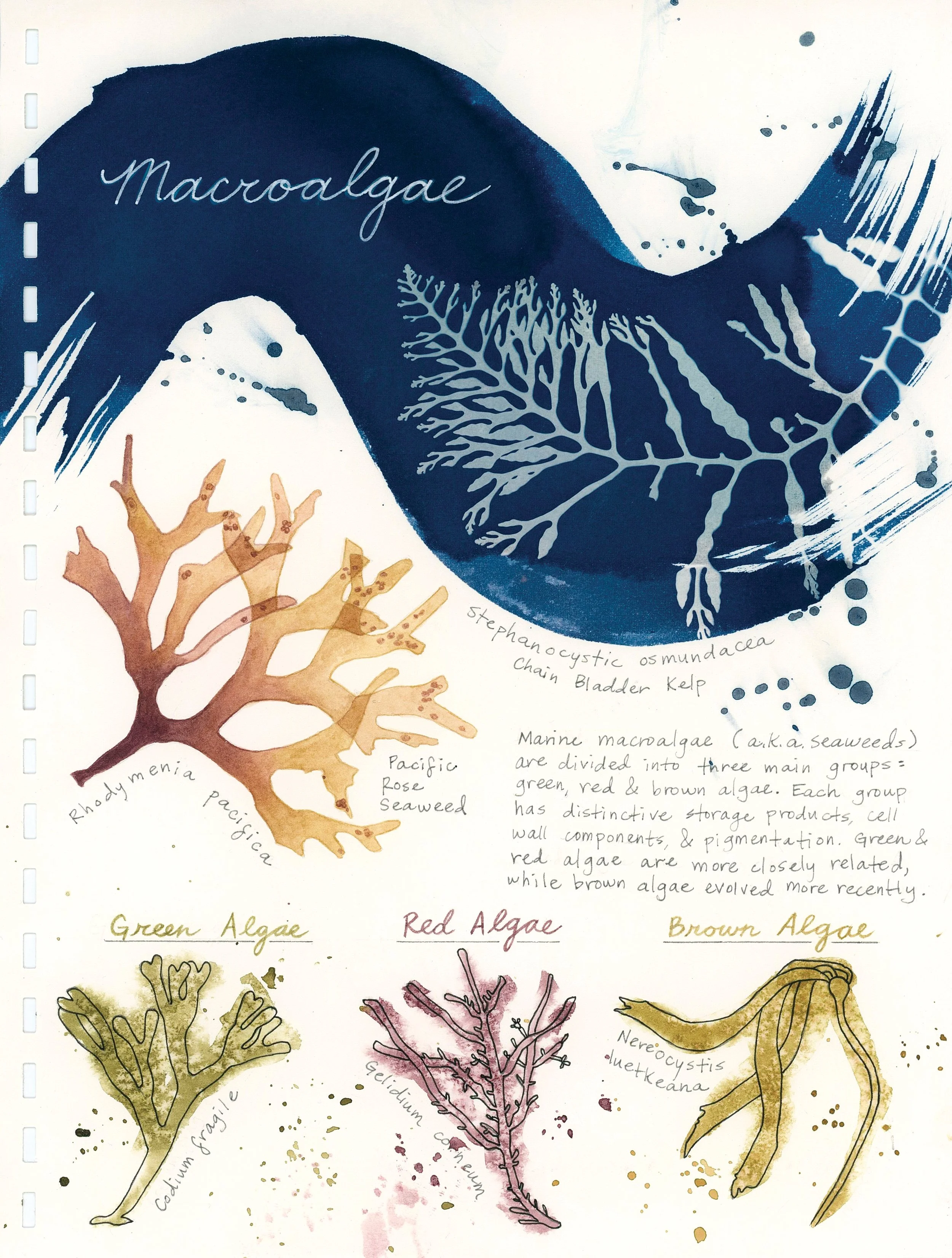 Sketch_Macroalgae.jpg