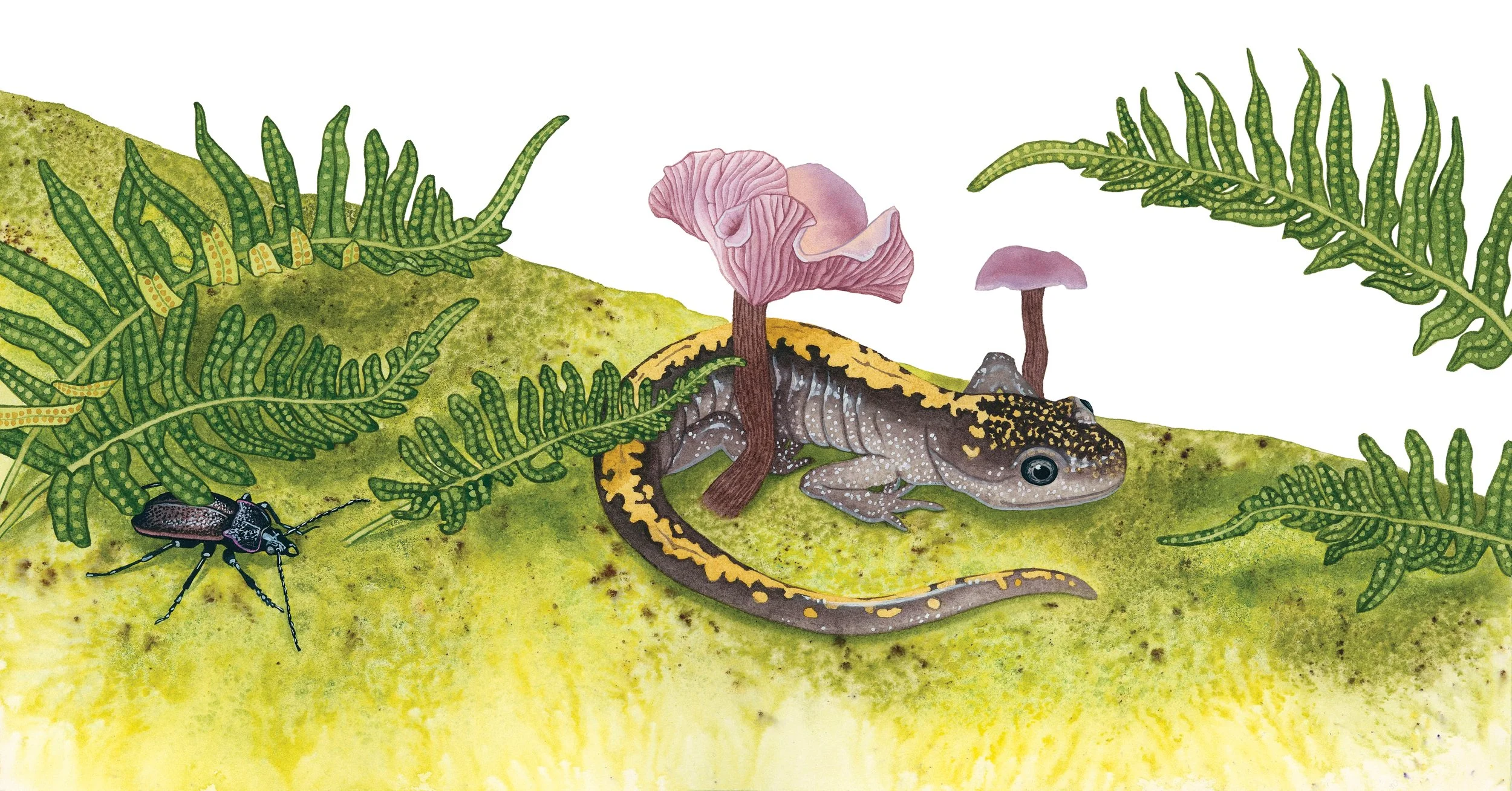 Long-toed salamander