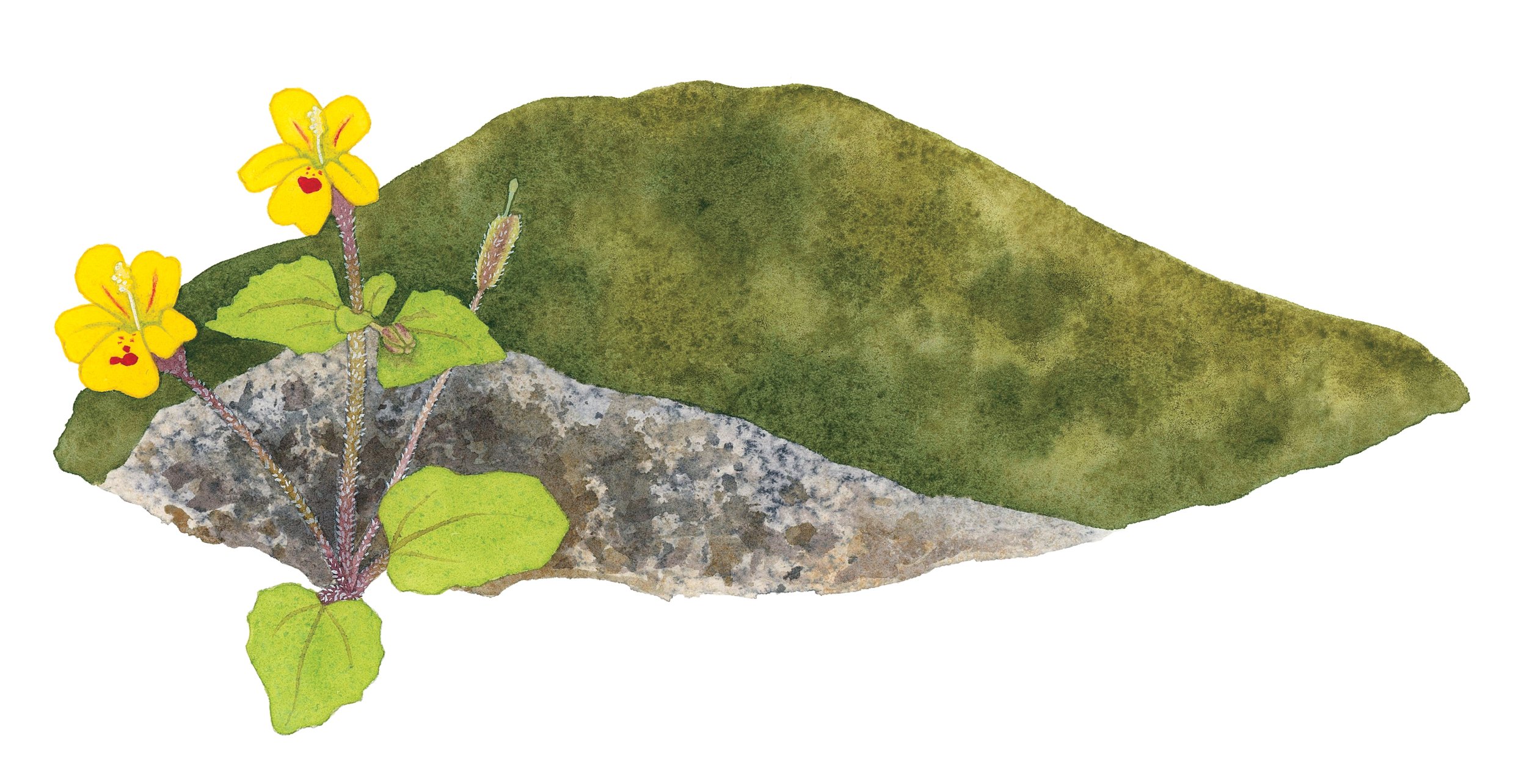 Chickweed monkeyflower next to a mossy rock